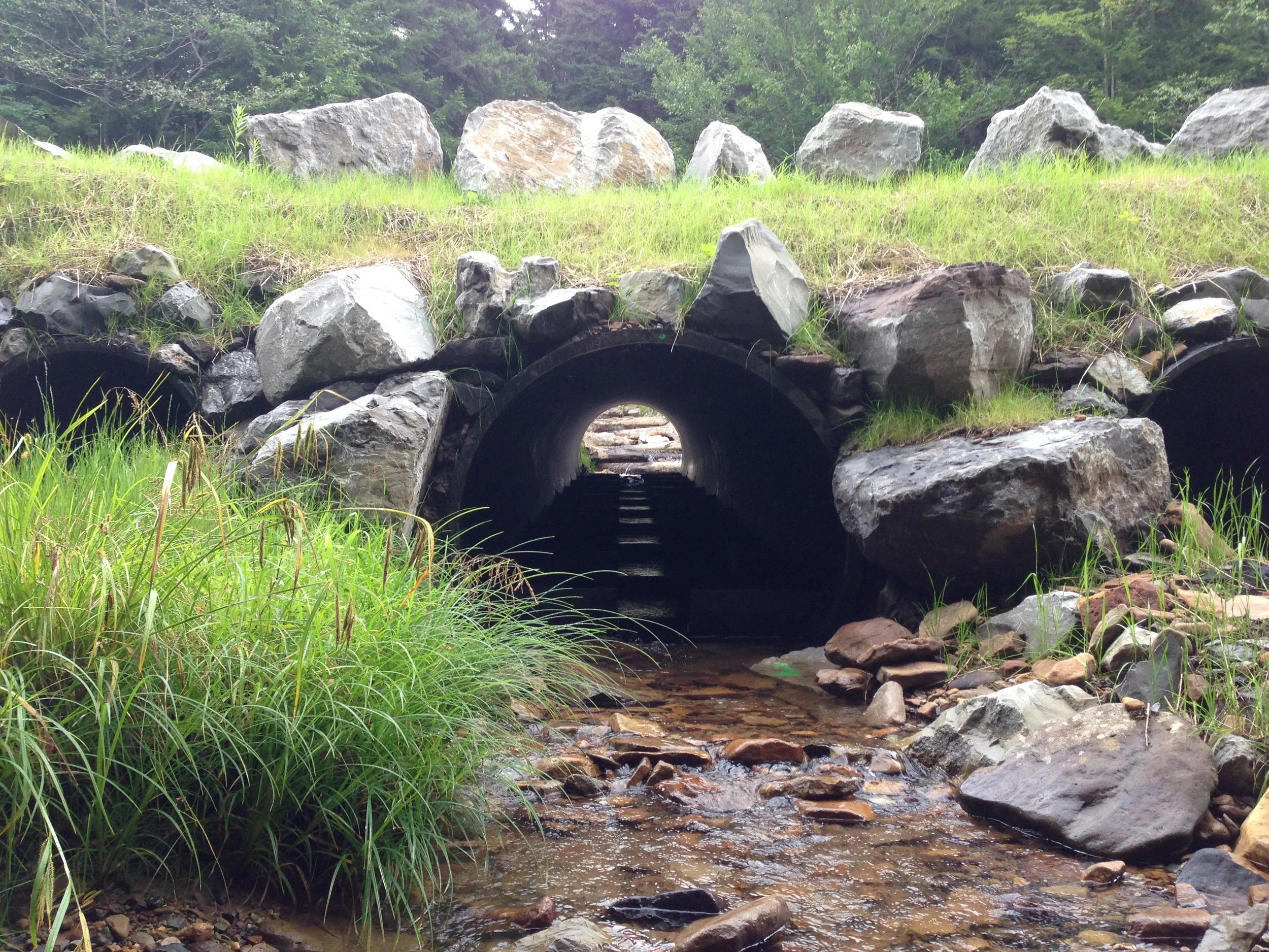 After streambank stabilization: Water flows unimpeded through a large elliptical culvert and exits gently downstream where lush vegetation further slows and absorbs the movement of water.
