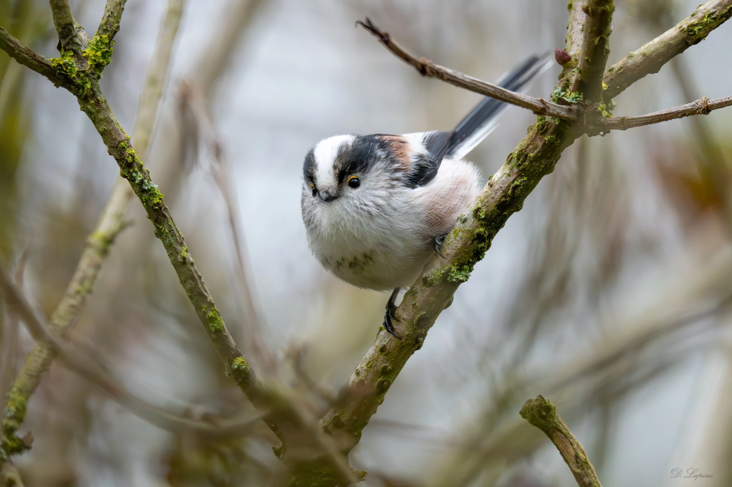 long-tailed tit.jpg
