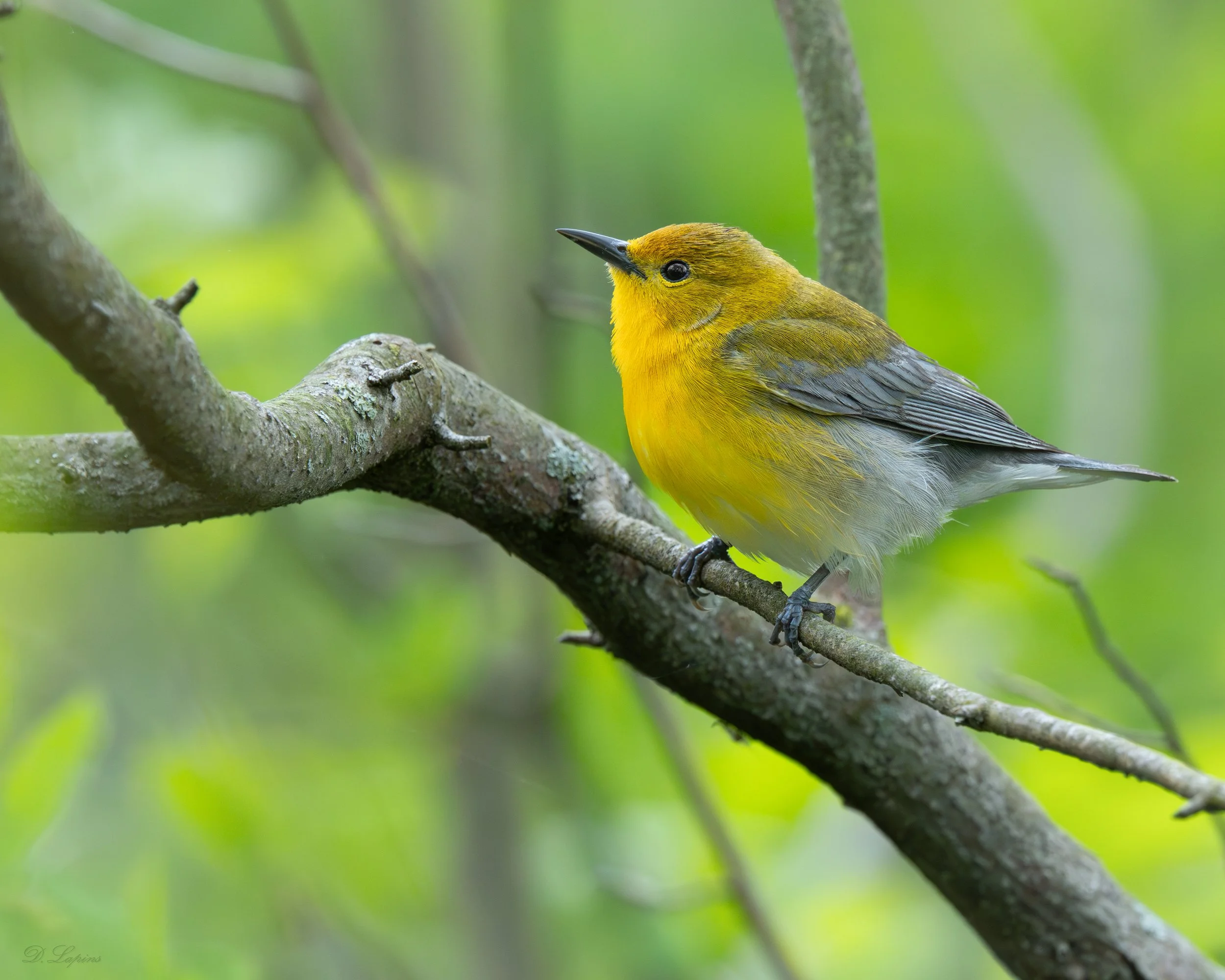 The Ultimate Ontario Birding Road Trip: Ottawa to Point Pelee National Park