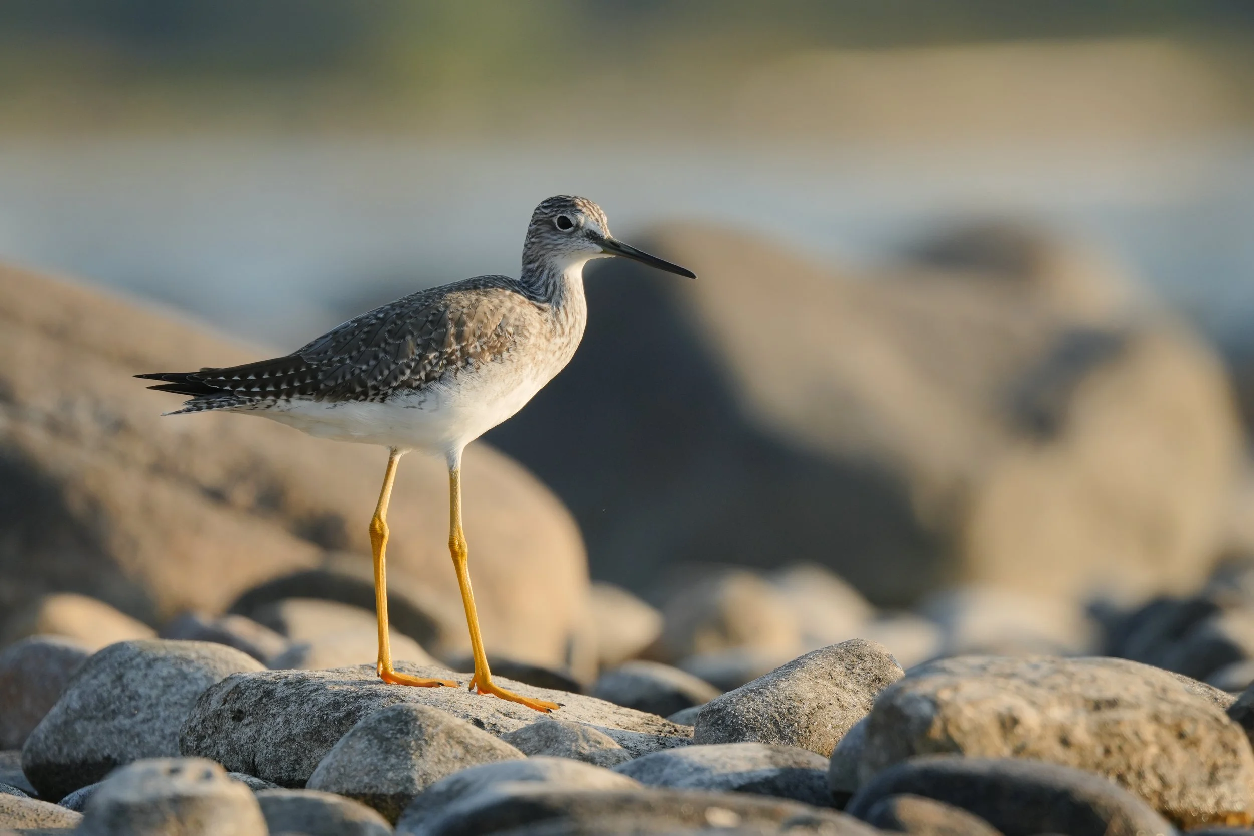 Greater Yellowlegs in Port Elgin - Chasing Lifers