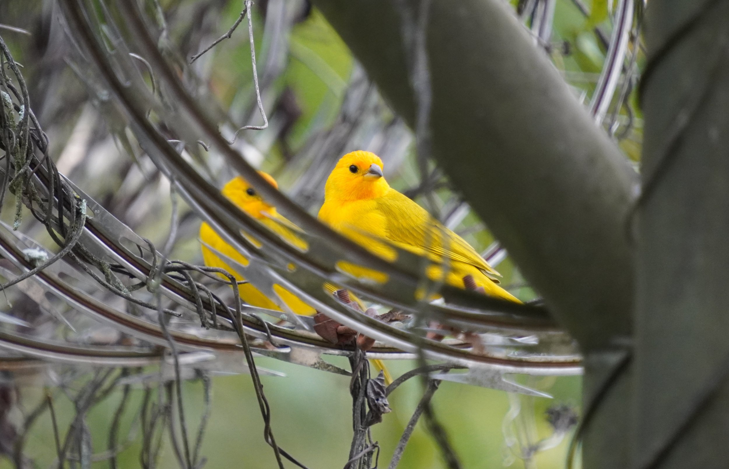 My Colombia Lifer List - Chasing Lifers