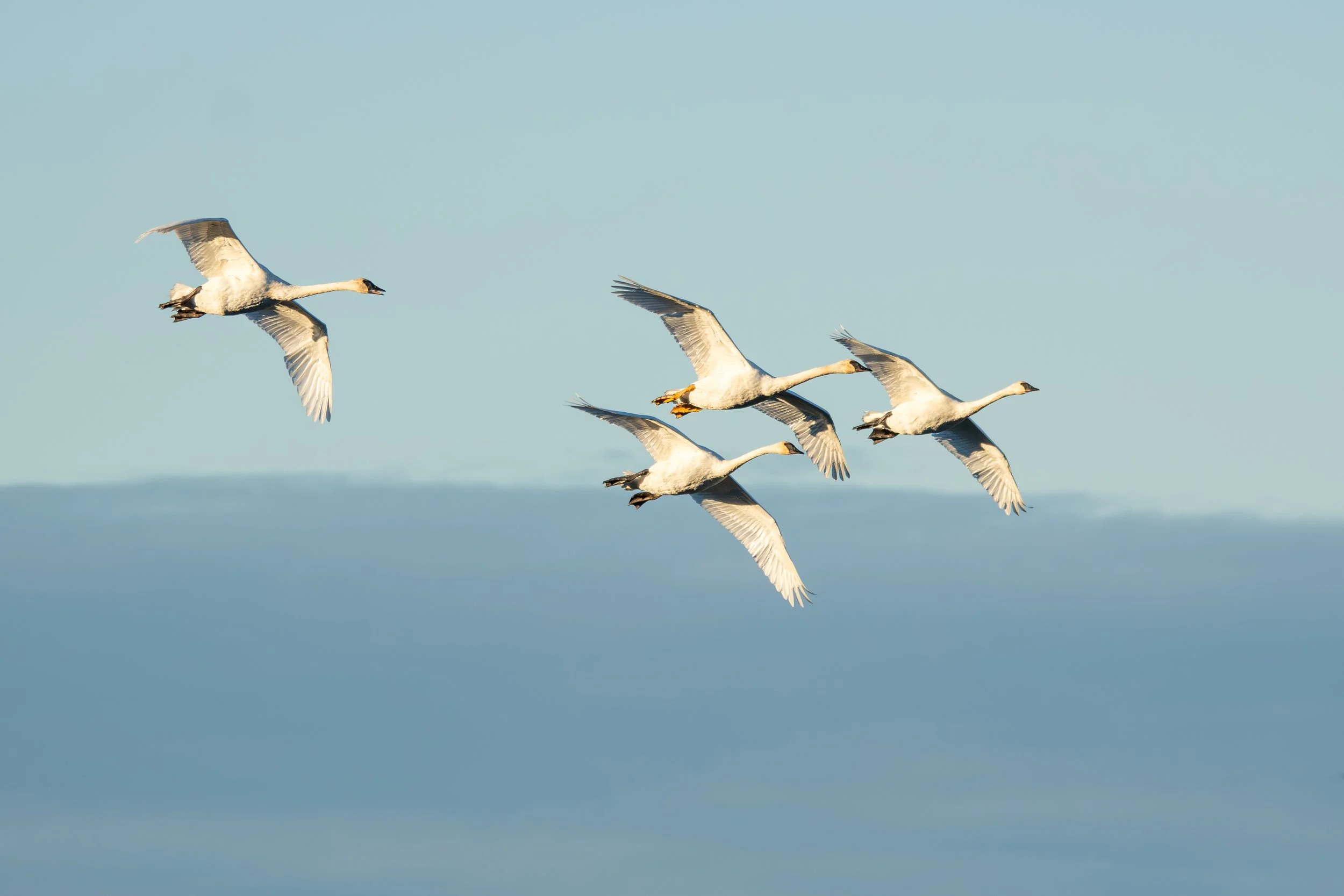 Upper Canada Migratory Bird Sanctuary - Fall Birding &amp; Camping