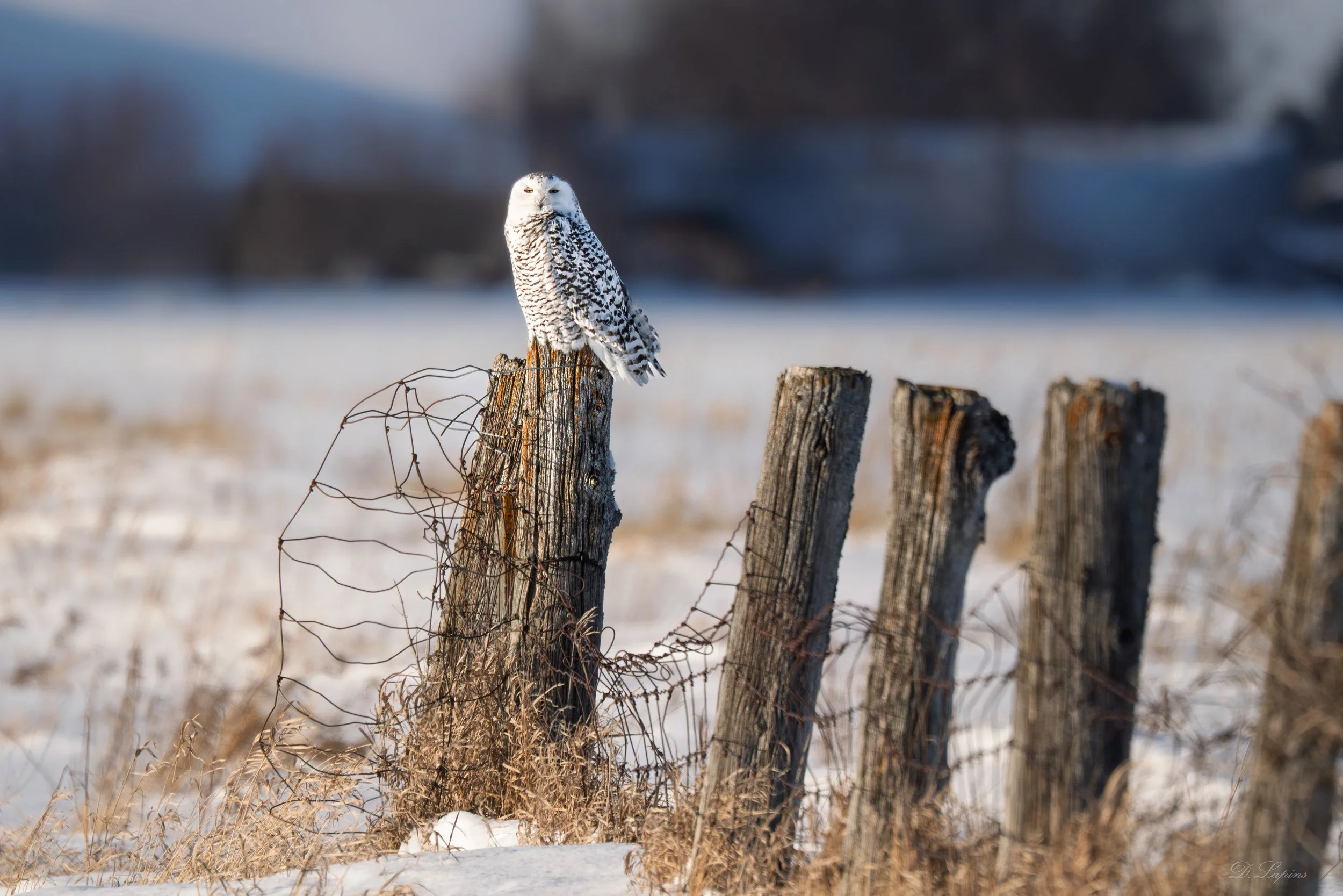 Reflections on a Year in Nature Photography (2025) + My First Sighting of 2026
