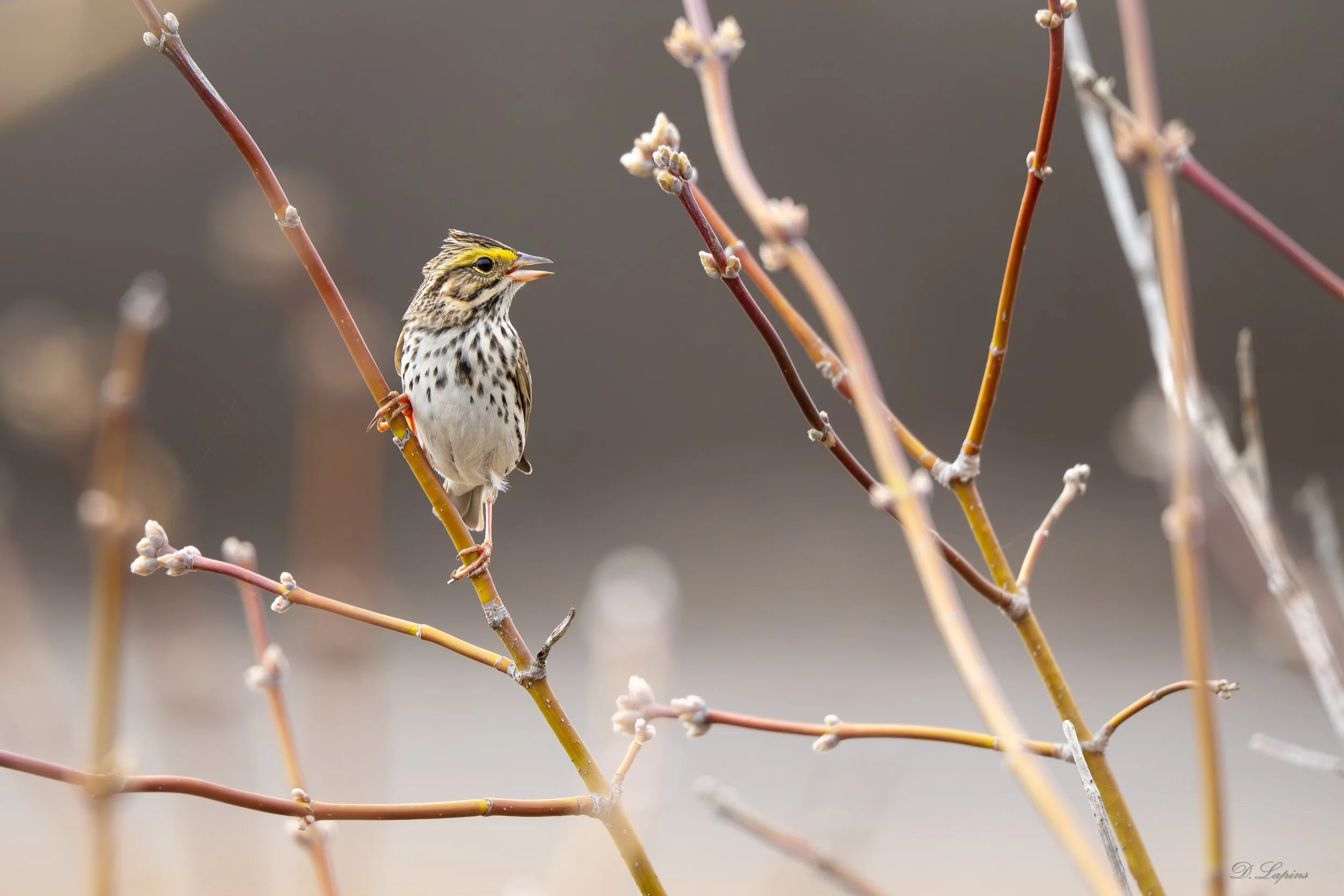 Early Spring Birding in Almonte, Ontario