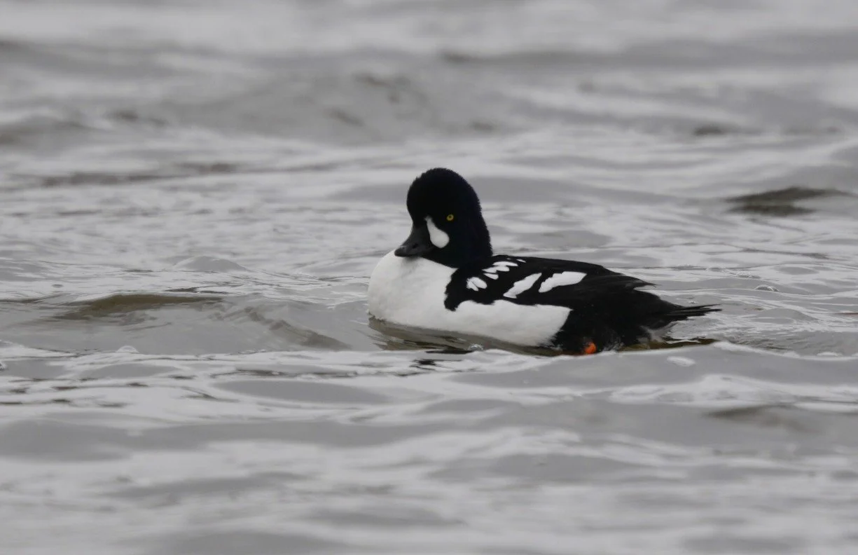 Barrow’s Goldeneye on the Rideau River | Ottawa Birding in Mid-March