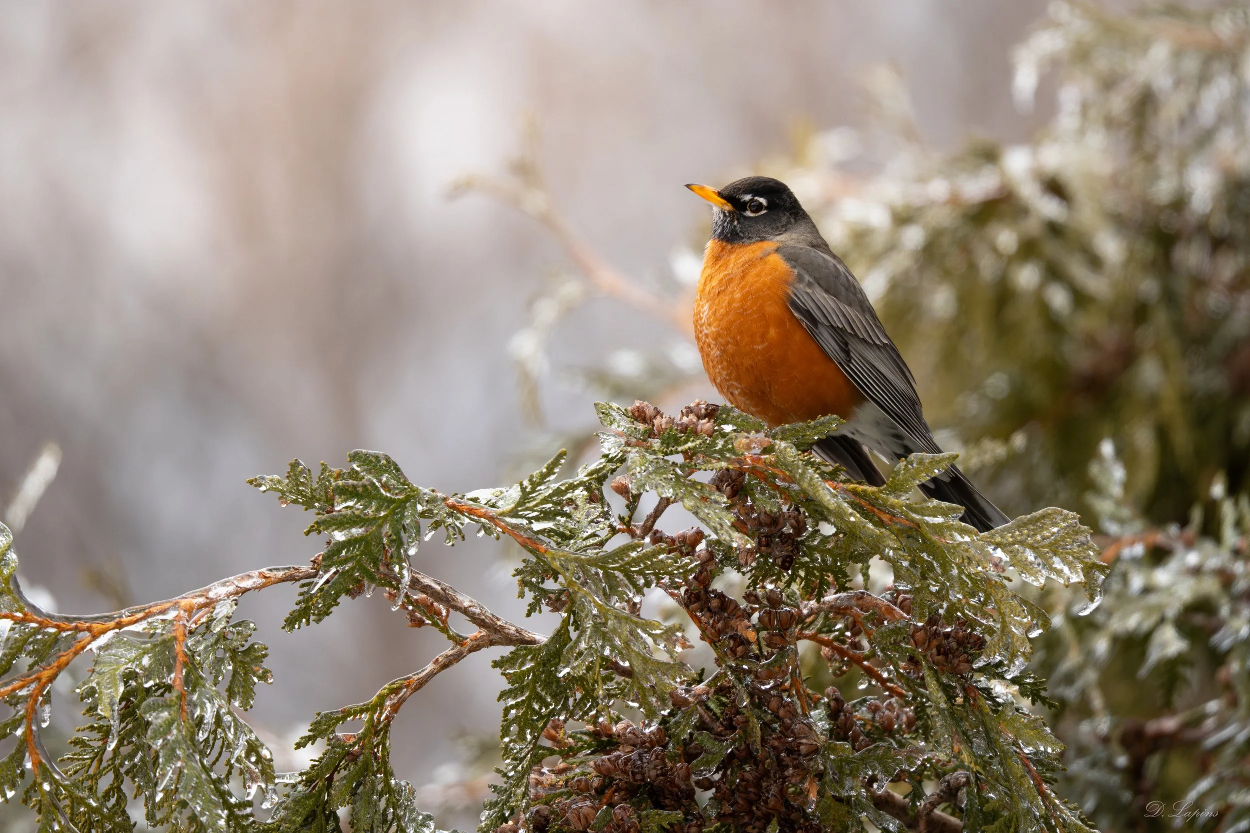 spring robin.jpg