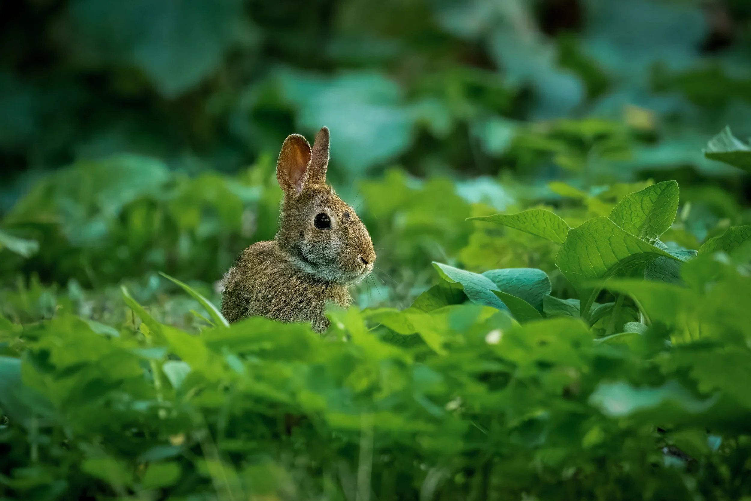 fletcher bunny-1.jpg