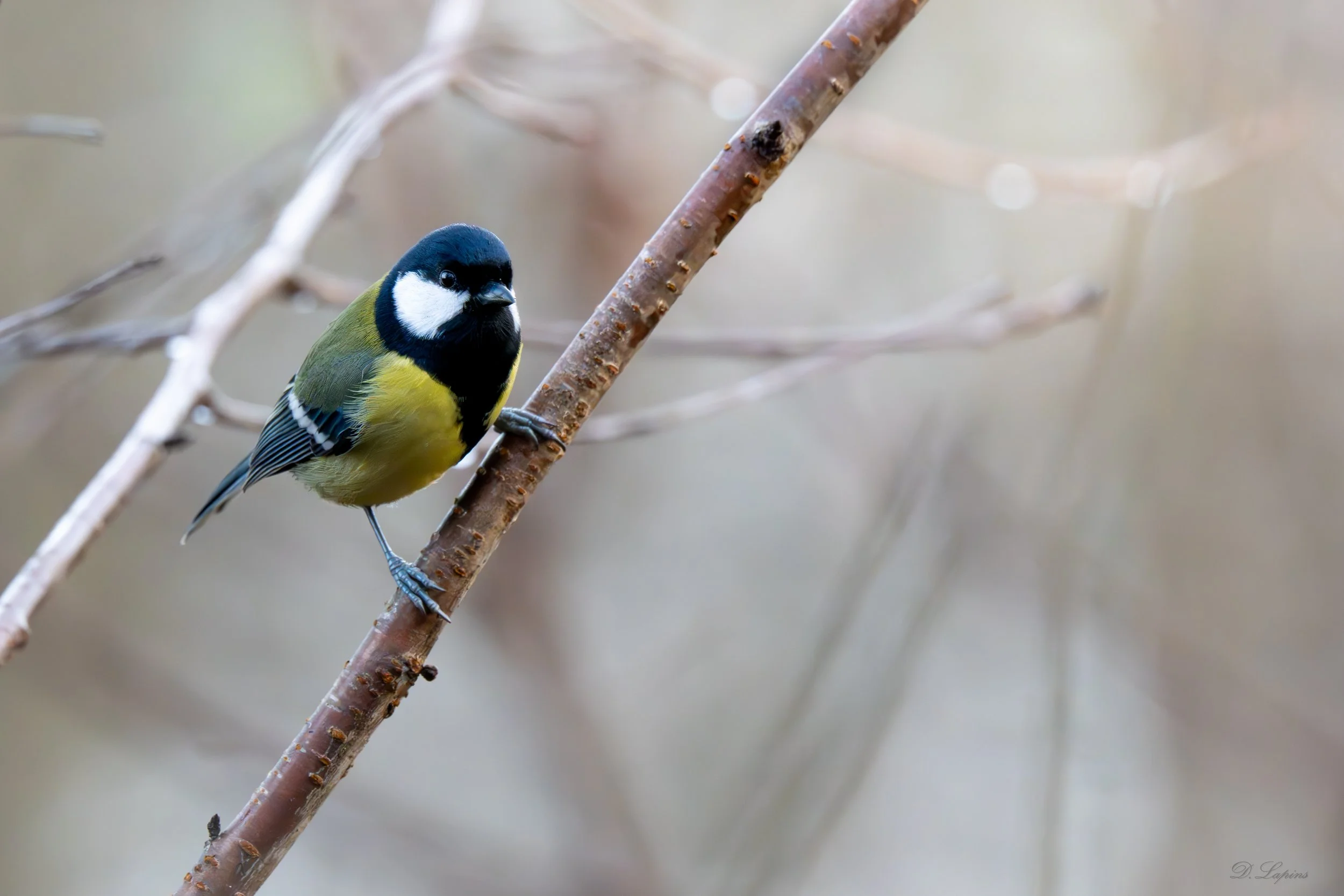 great tit.jpg