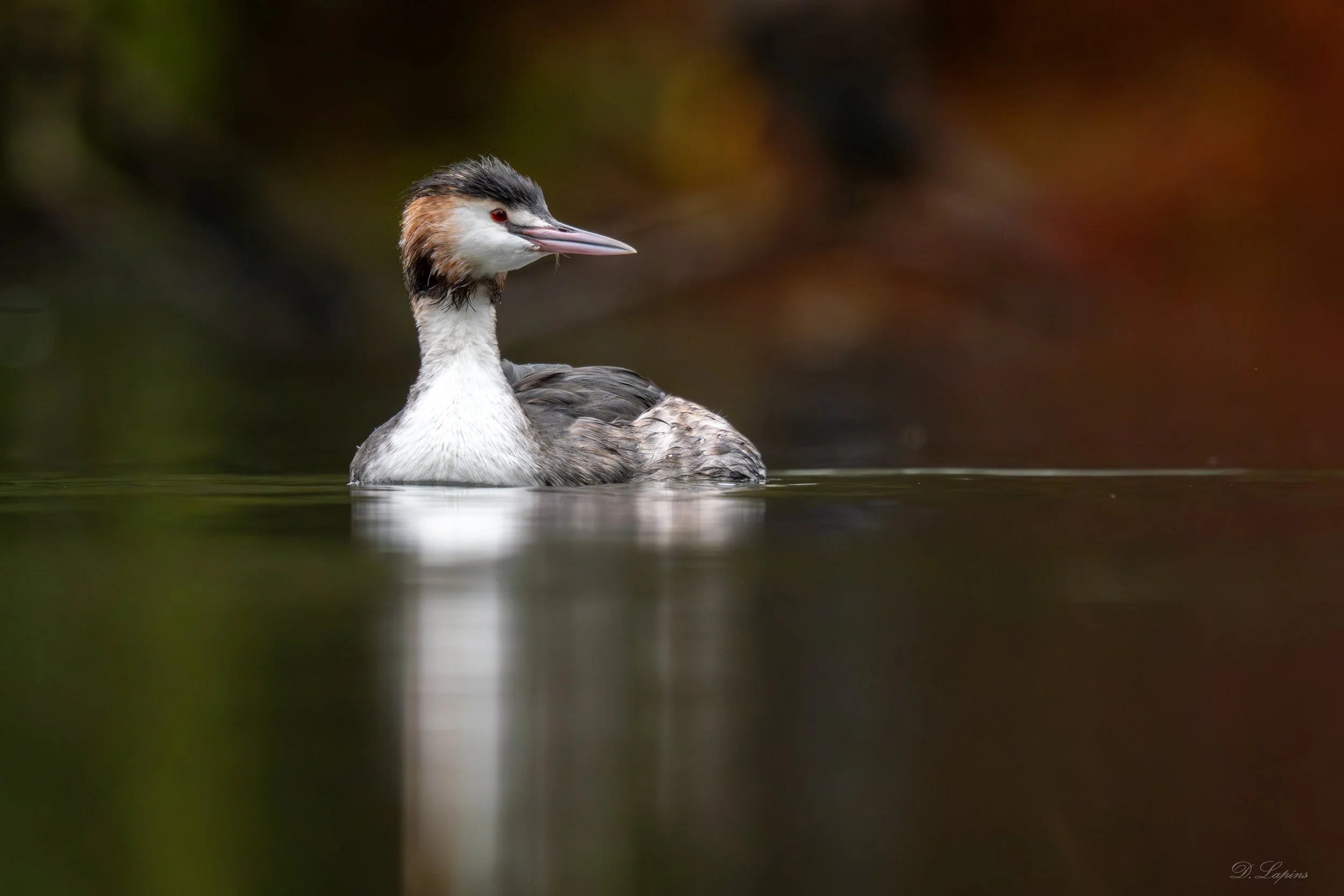 great crested grebe.jpg