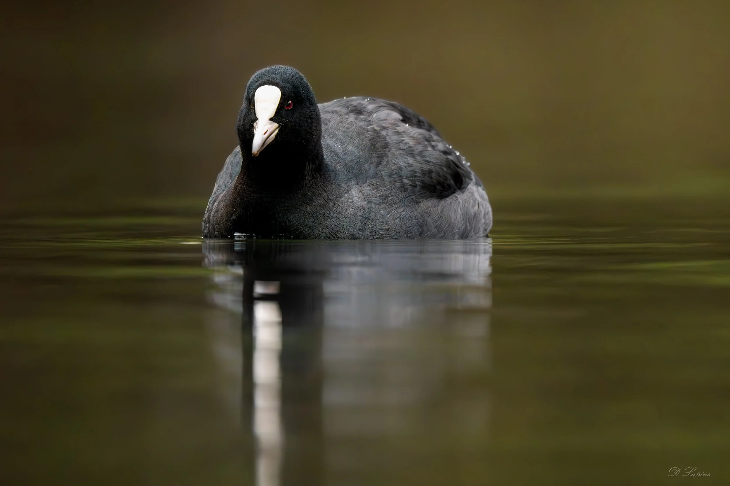eurasian coot.jpg