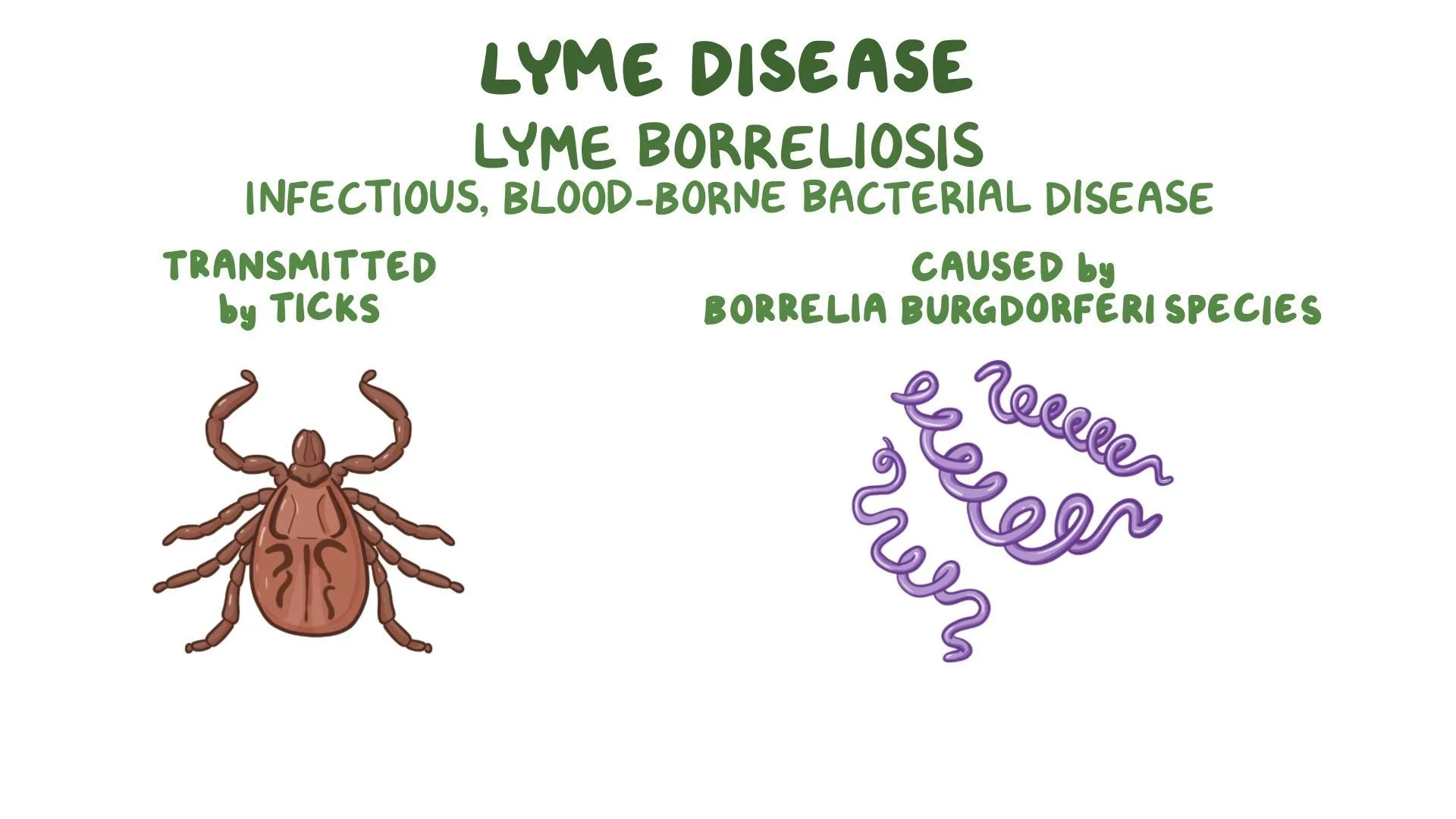 Lyme Disease: A Holistic Guide to Prevention, Treatment & Recovery