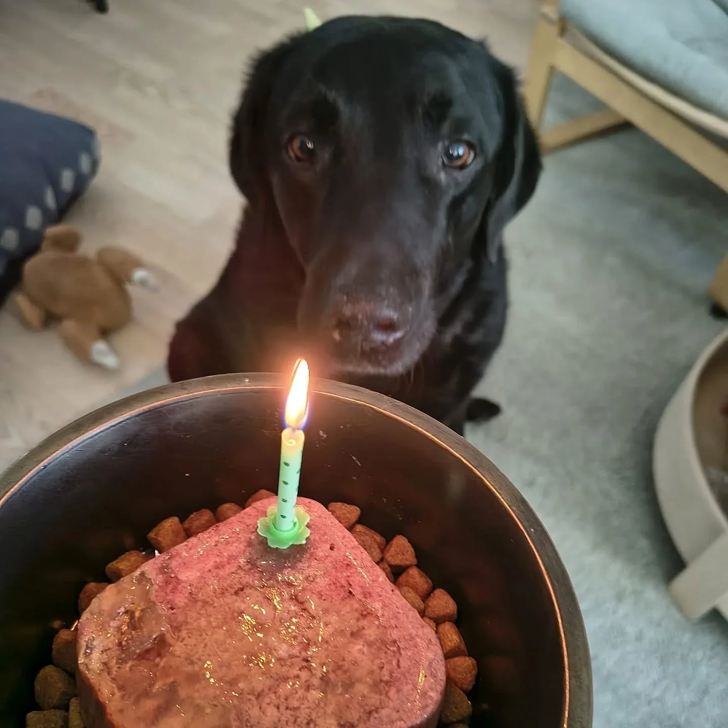 Happy Birthday @milo_the_black_goldador !!!