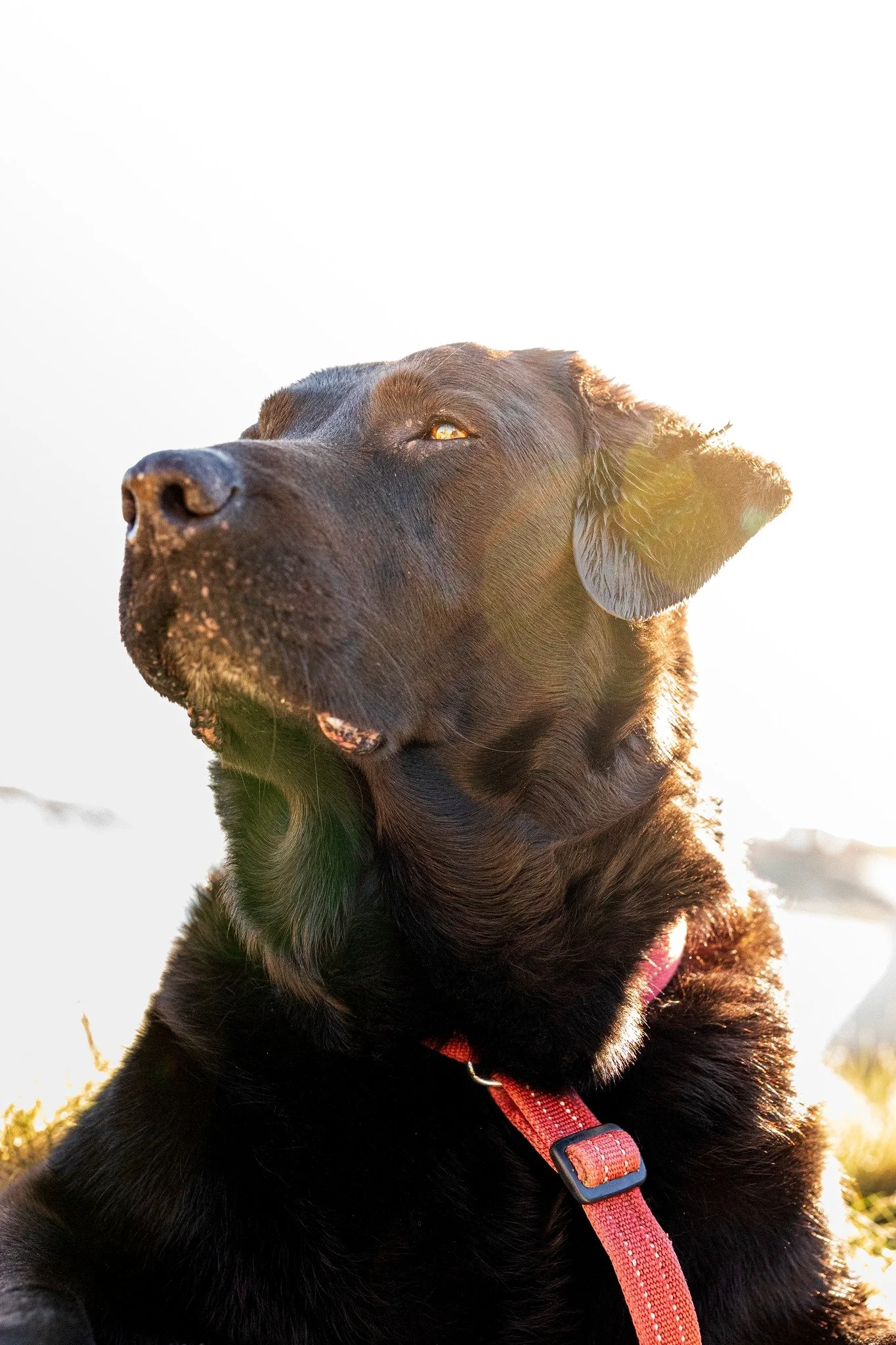 Sunkissed.

Current status: 75% sunshine, 25% waiting for snacks.

📸 Marco Rimola
&copy;️ Marco Rimola Photography
⚠️ All rights reserved | Unauthorized use is prohibited

#Milo #DogPhotography #DogPortrait #DogLife #DogsOfInstagram #Dogstagram #Goo