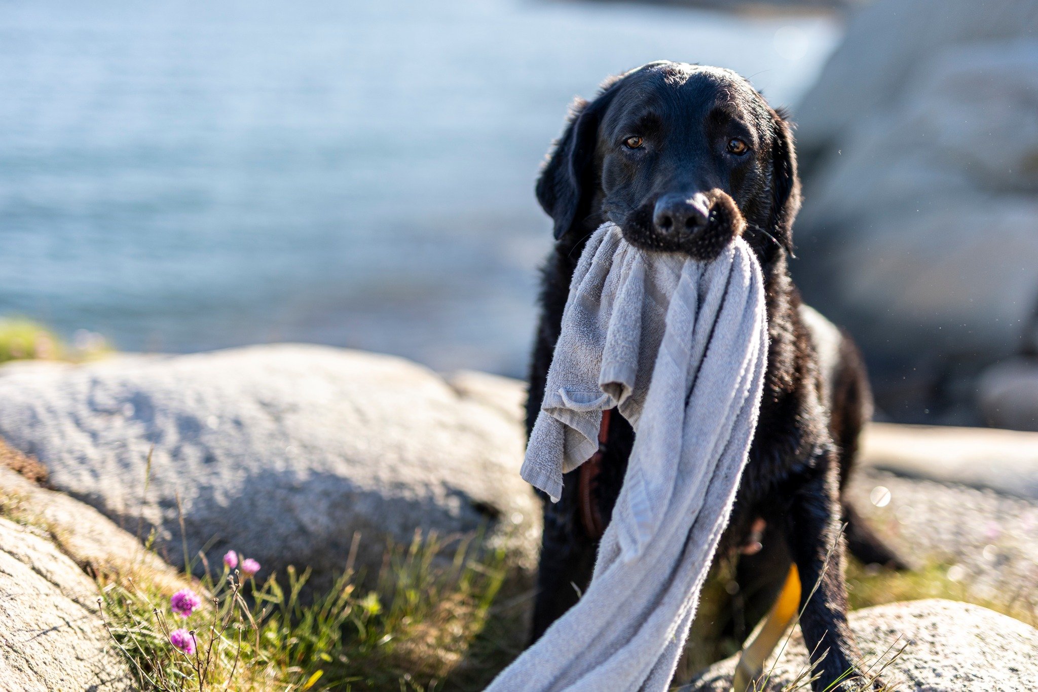Don't forget to bring a towel.

📸 Marco Rimola
&copy;️ Marco Rimola Photography
⚠️ All rights reserved | Unauthorized use is prohibited

#Milo #DogPhotography #DogLife #DogsOfInstagram #Dogstagram #GoodBoy #BeachDog #SeaDog #SouthParkReference #Brin
