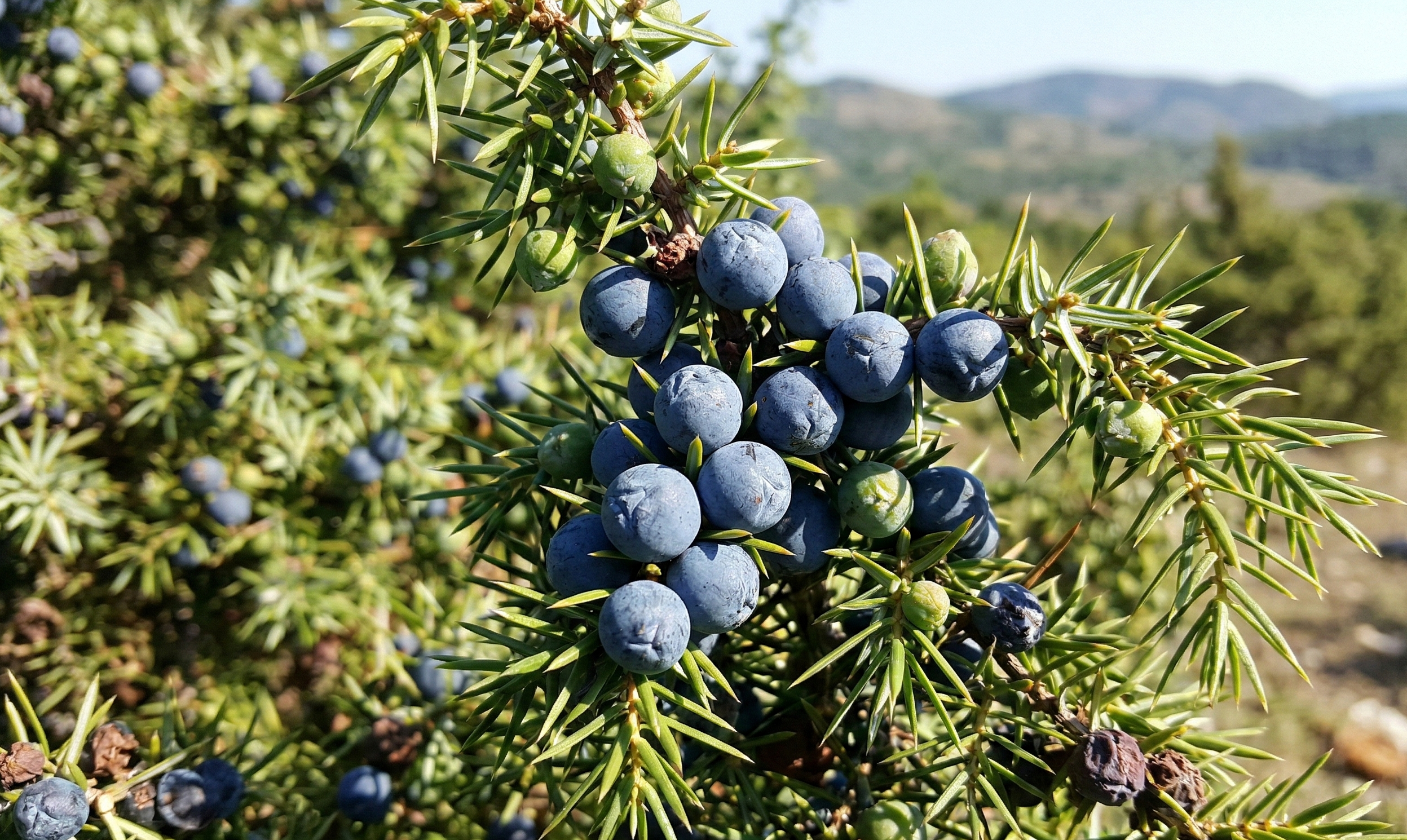 What is Juniper Berry?