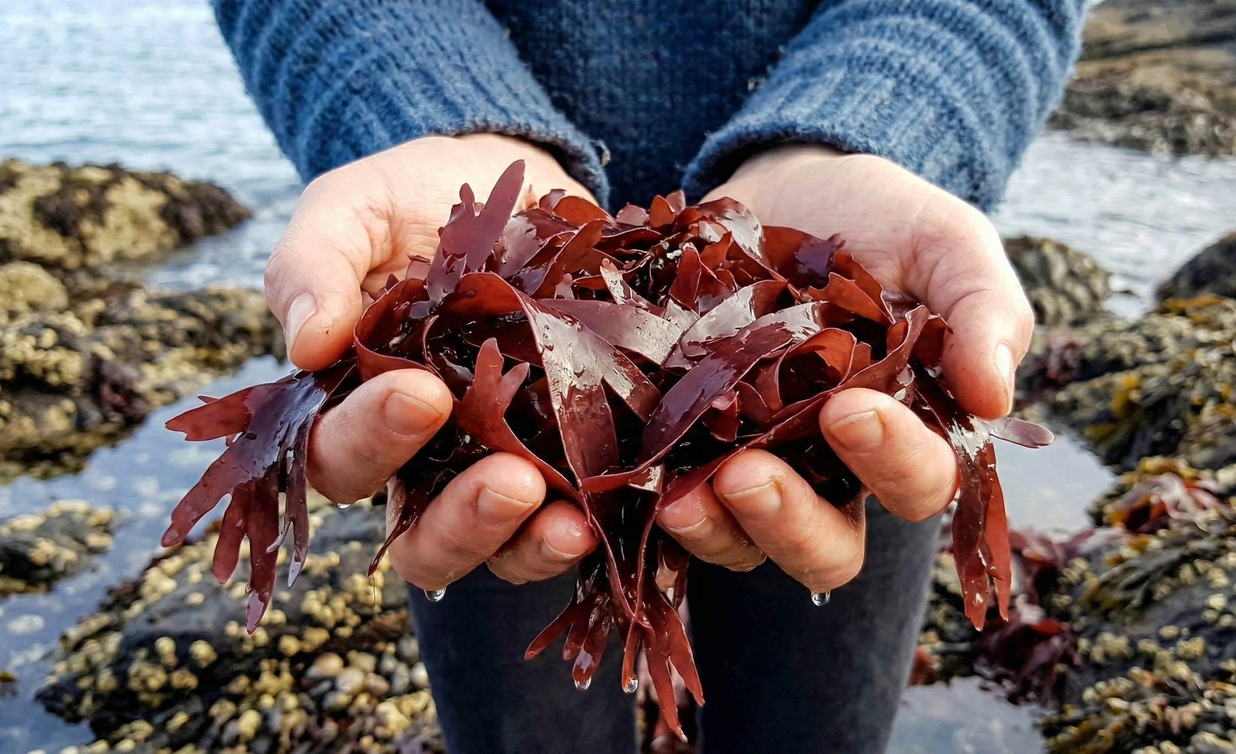 What is Dulse?