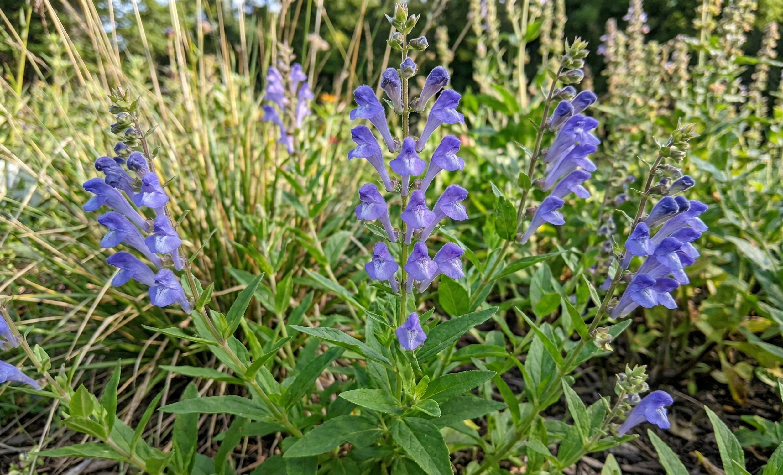 What is Skullcap?