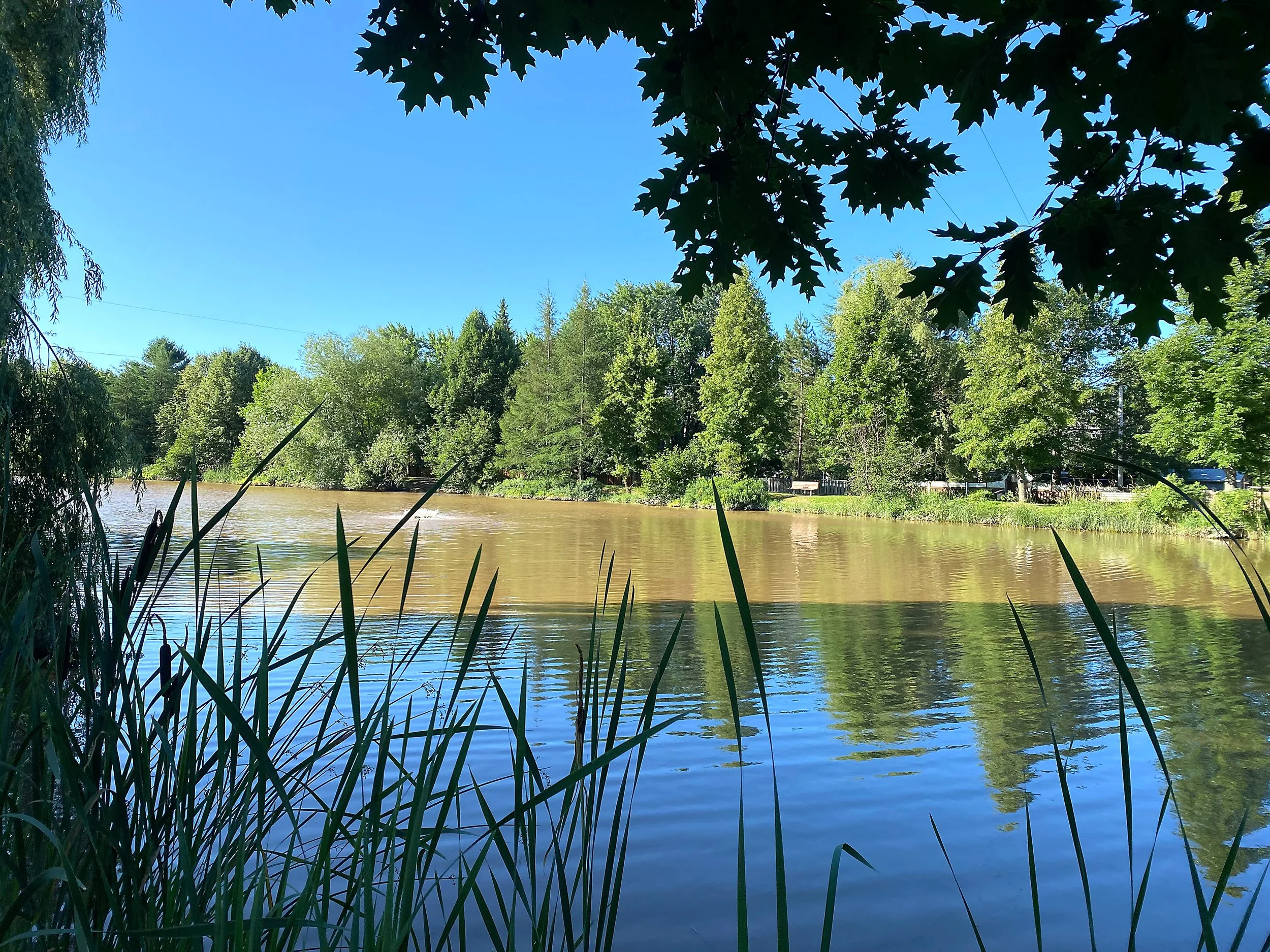 Plantation d’arbres au Lac Baie d’Or