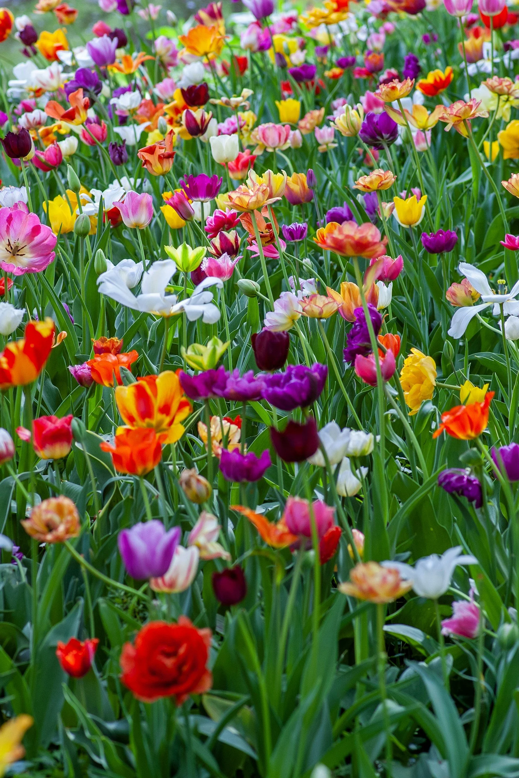 unsplash-image-4SZ646m4FAA.jpg