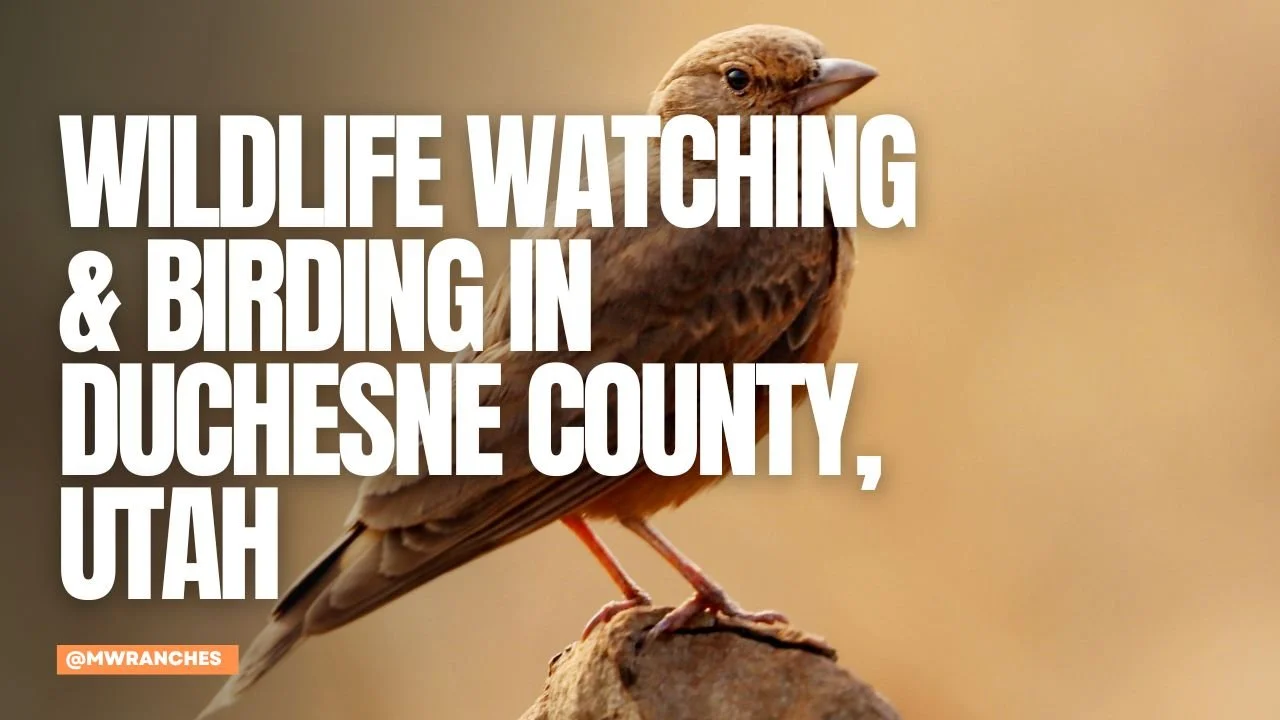 Wildlife Watching &amp; Birding in Duchesne County, Utah