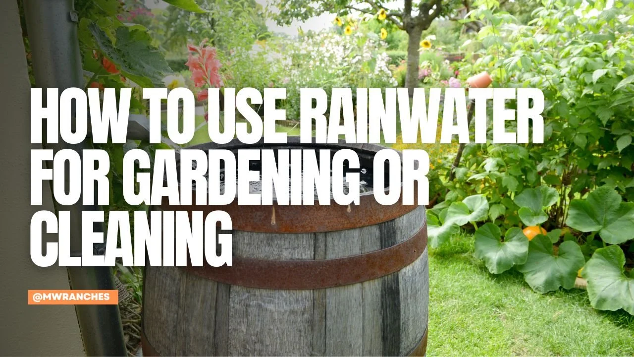 How to Use Rainwater for Gardening or Cleaning