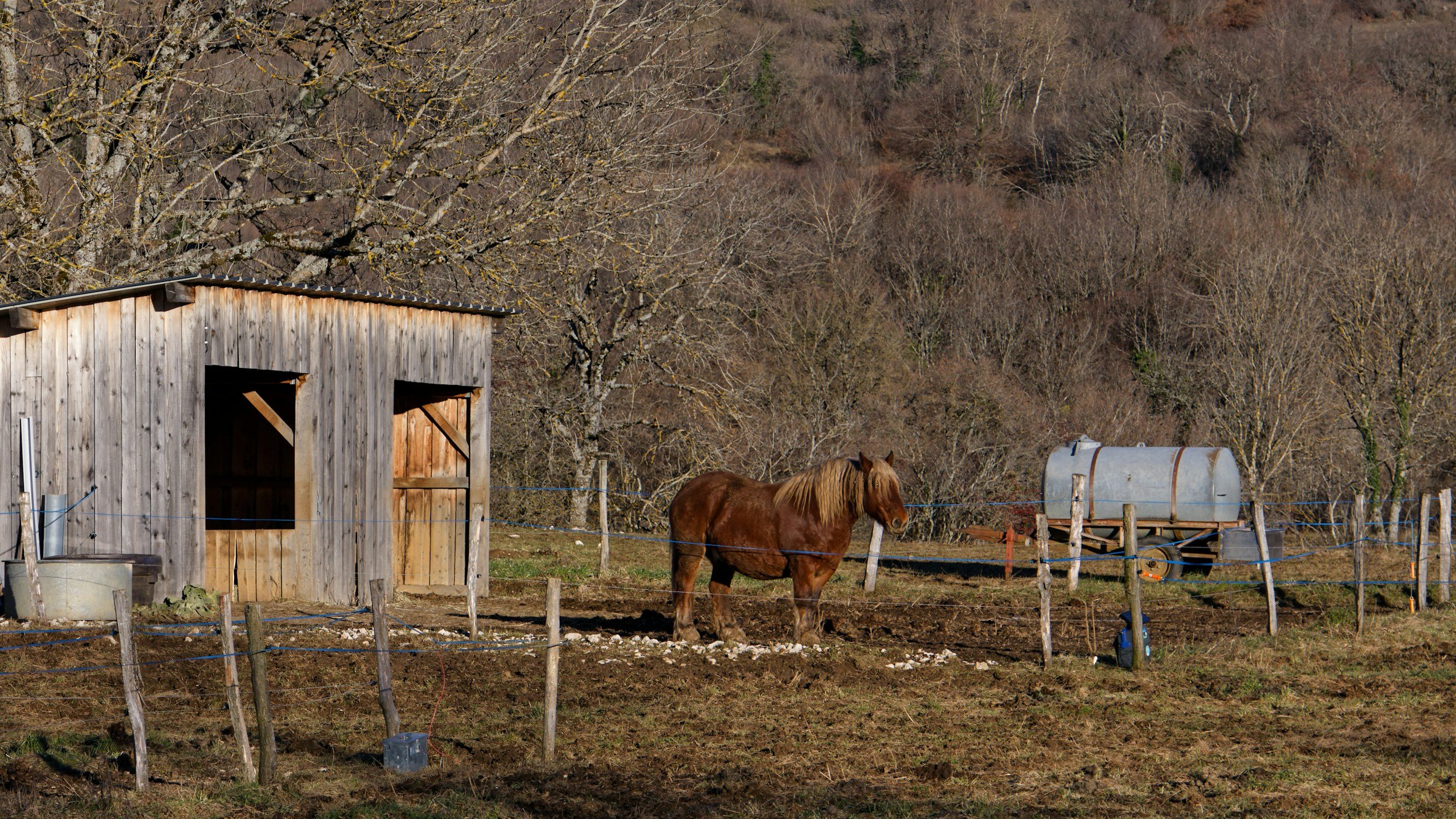 A brown horse standing in a fenced pasture next to a wooden shed with open doors, in a rural area with leafless trees and a metal water tank on a trailer in the background.