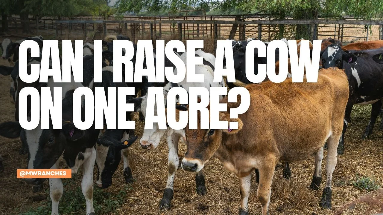Can I Raise a Cow on One Acre?
