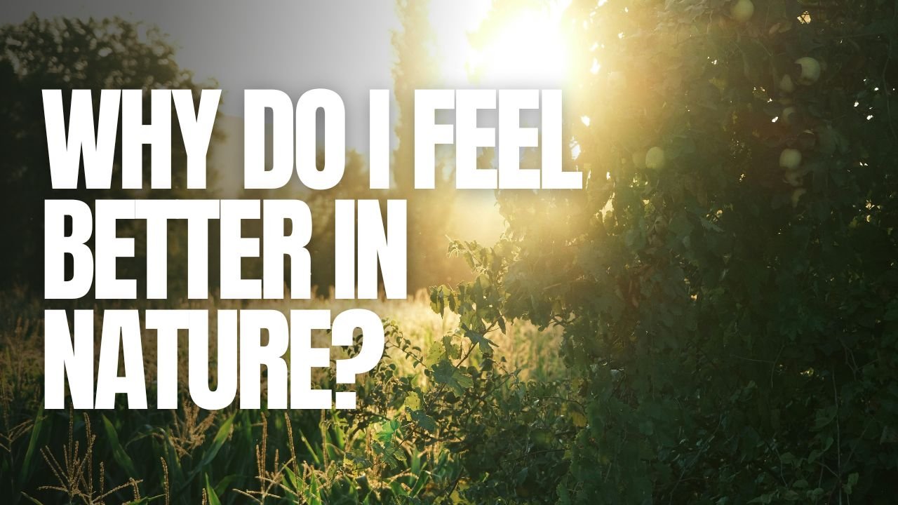 Why Do I Feel Better in Nature?