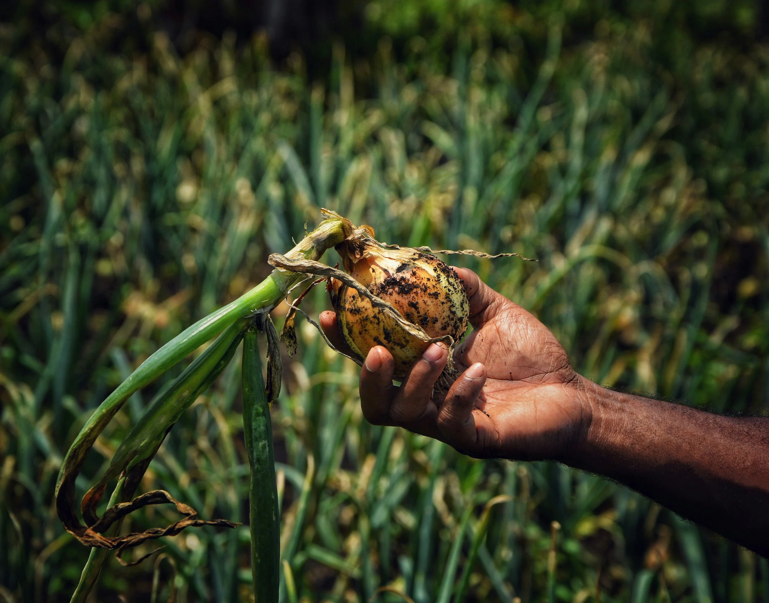 harvesting an onion