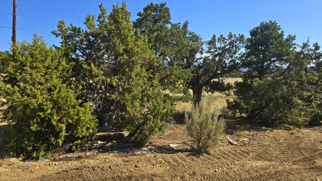 PR-1-558