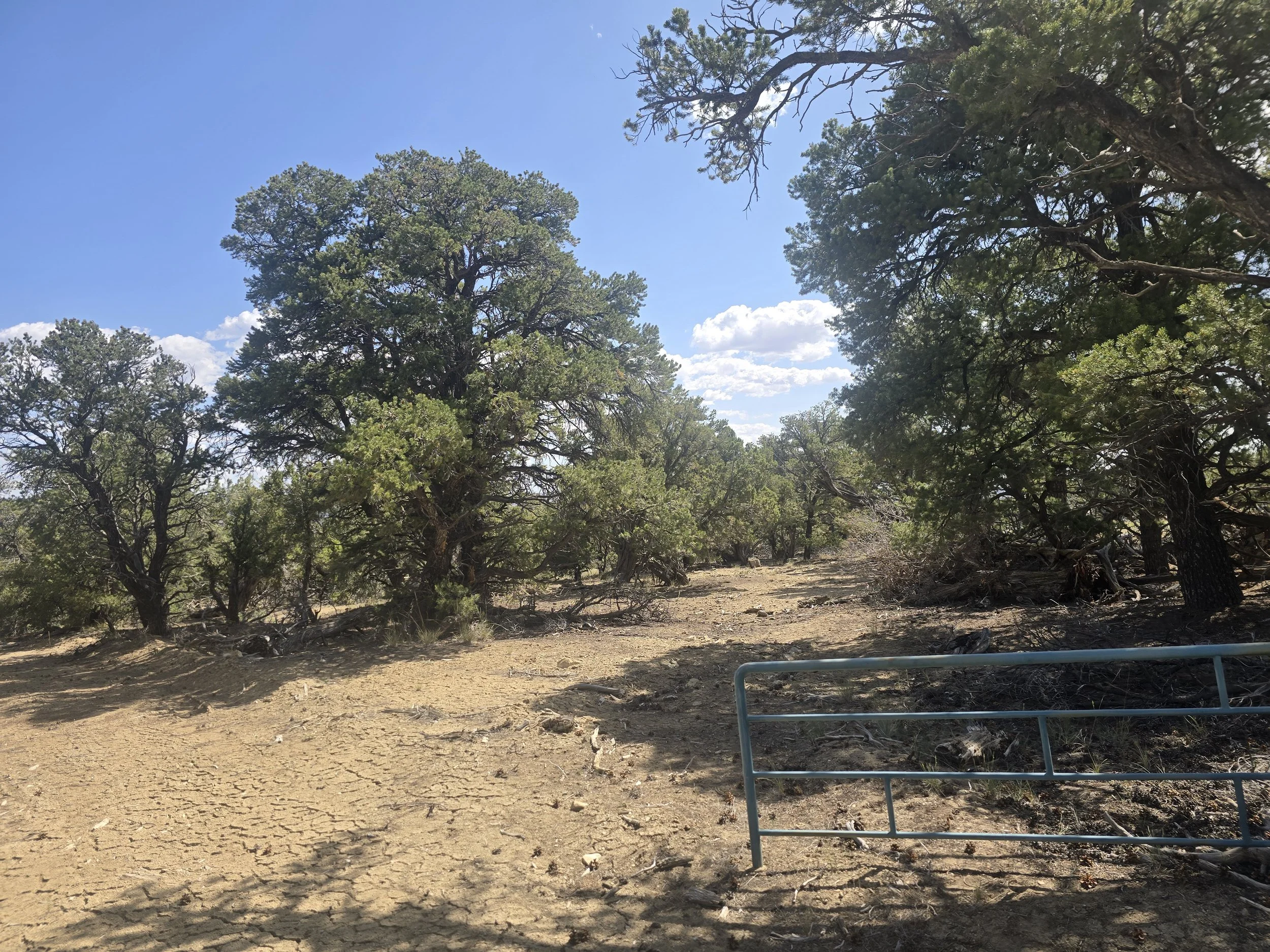 ranches at pinion meadows trees.jpg