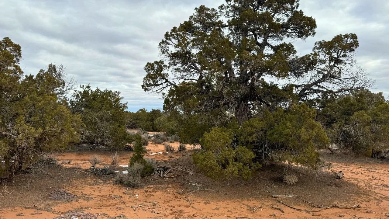 Sundance West D-33 (8).jpg