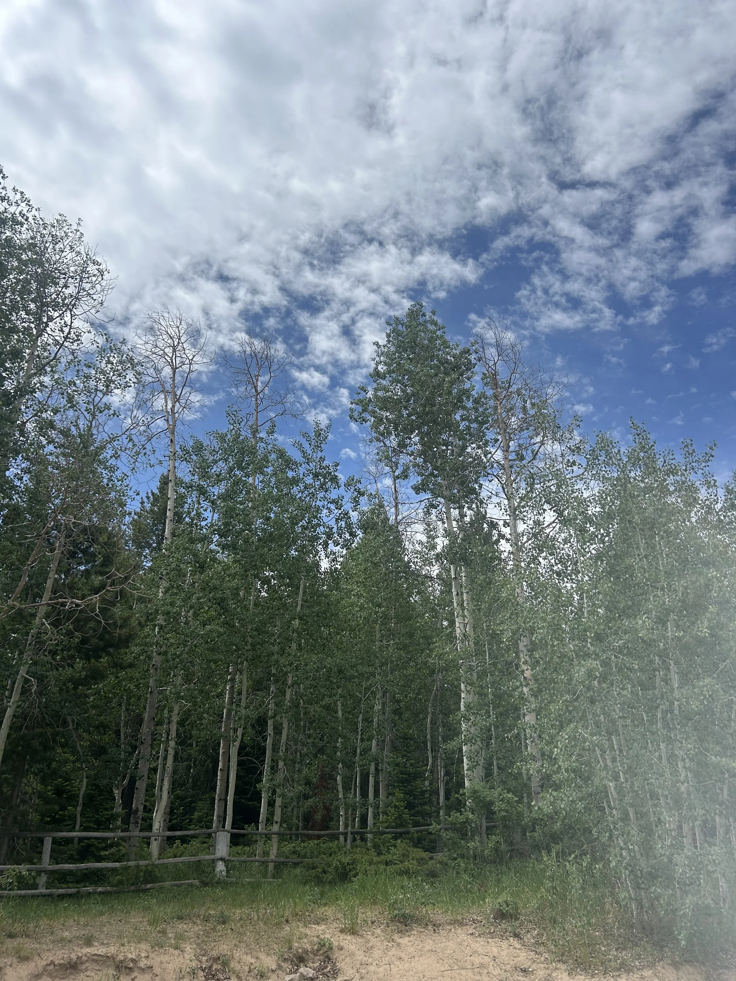 moon lake trees.jpeg