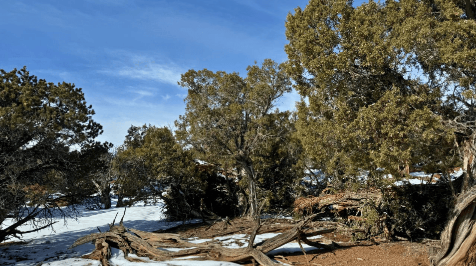 Sundance West -D-39