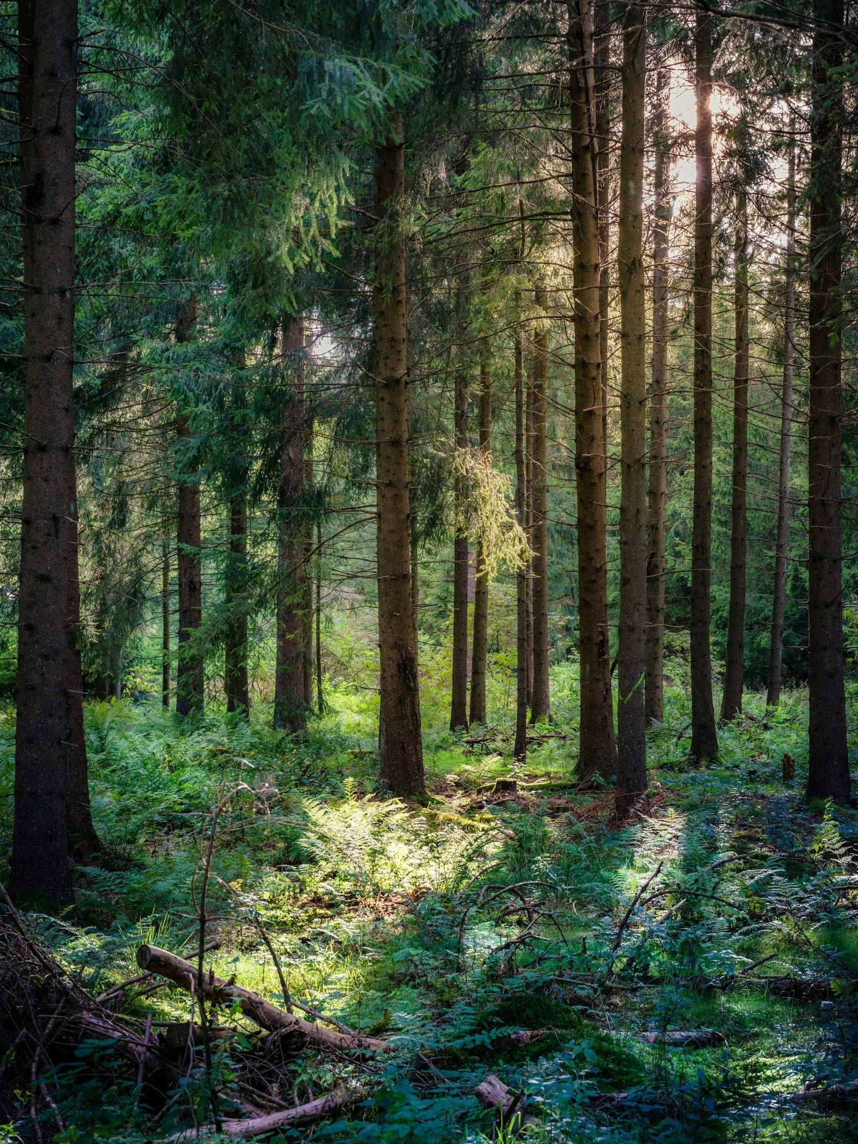 Ein Sonnenlicht durchdringt einen dichten, grünen Wald mit hohen Bäumen und üppigem Unterholz.