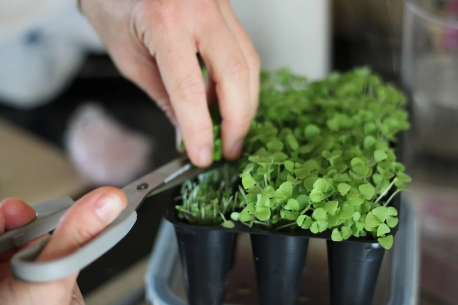 private chef who uses micro greens.jpg