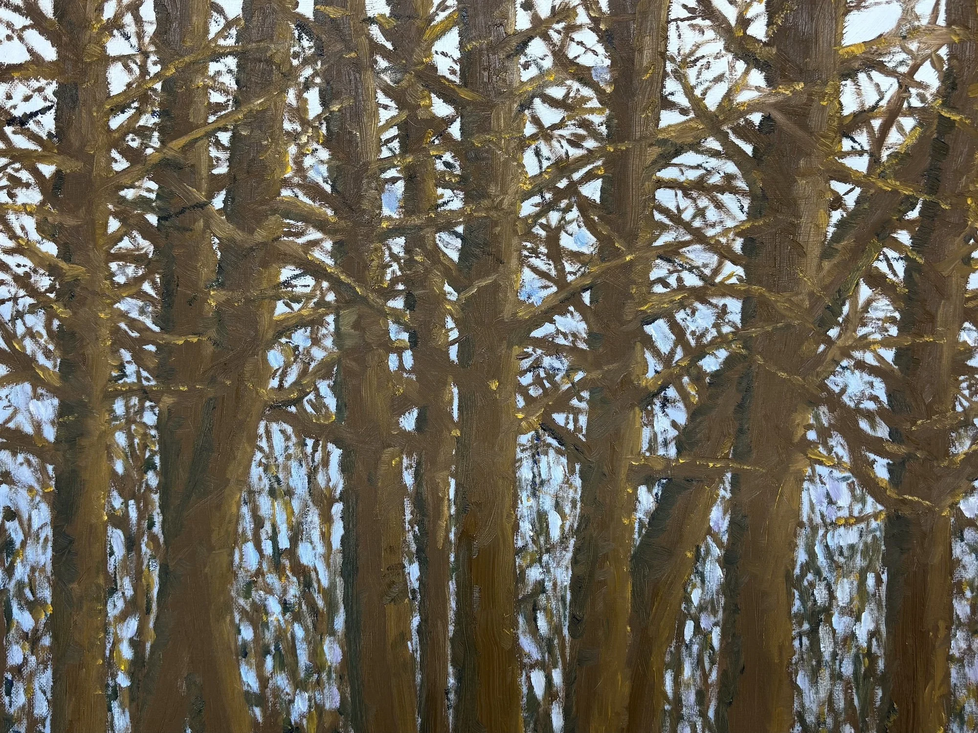 Winter Trees I, Oil on Linen, 20x16