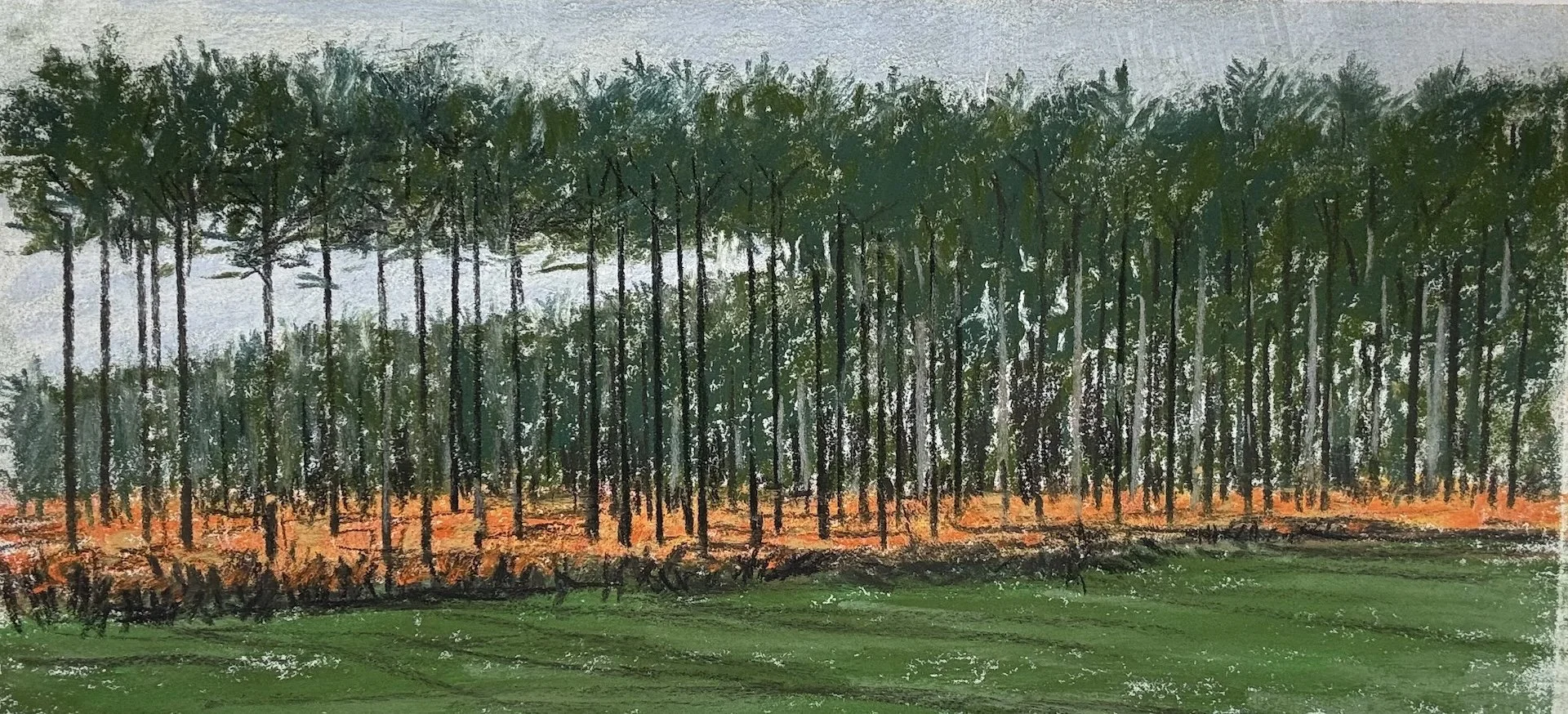 Trees Landscape III, Pastel Board, 10x20