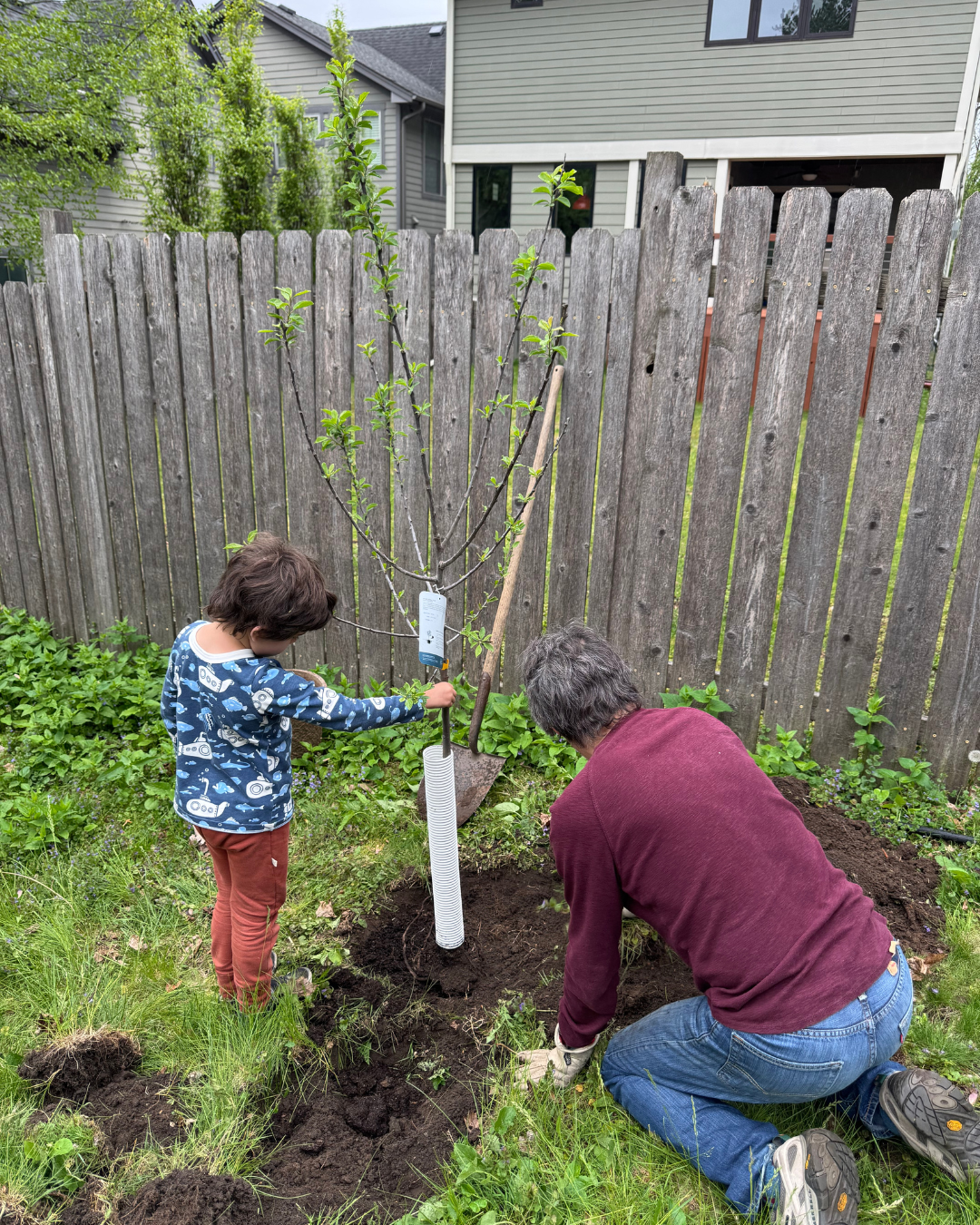 Tree Reimbursement Program