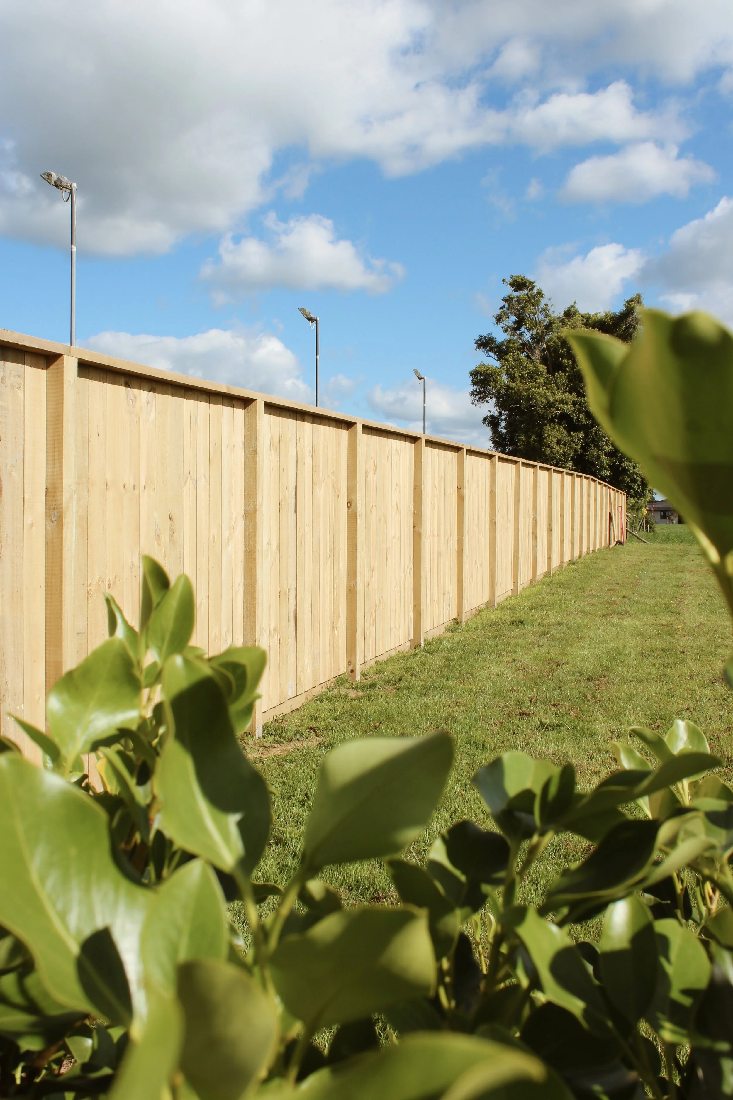 Close-up of green leaves in the foreground, with a wooden fence, trees, and a cloudy blue sky in the background.