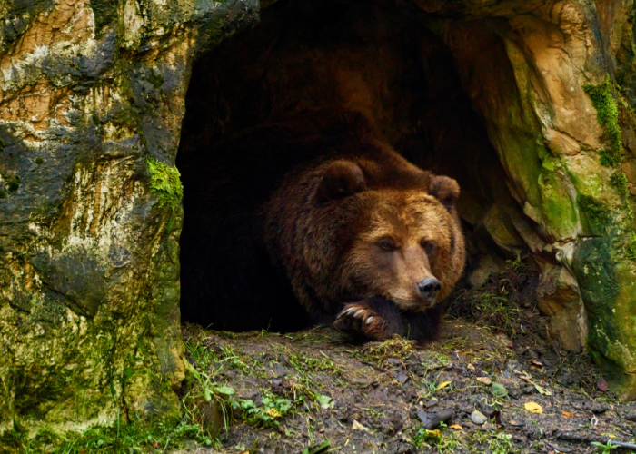 Un-Hibernating