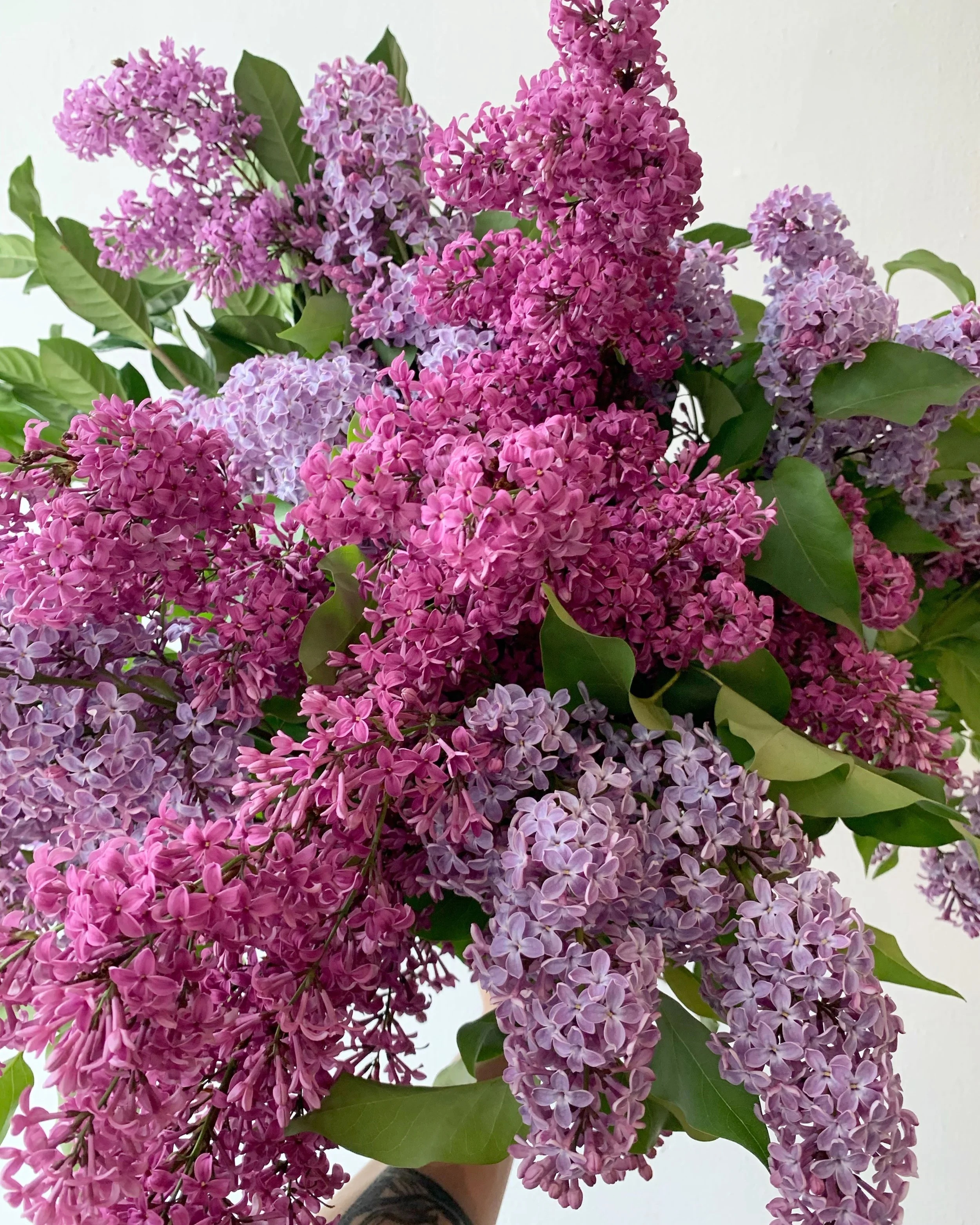 Luxe_Exfolia+Local+Lilac.webp