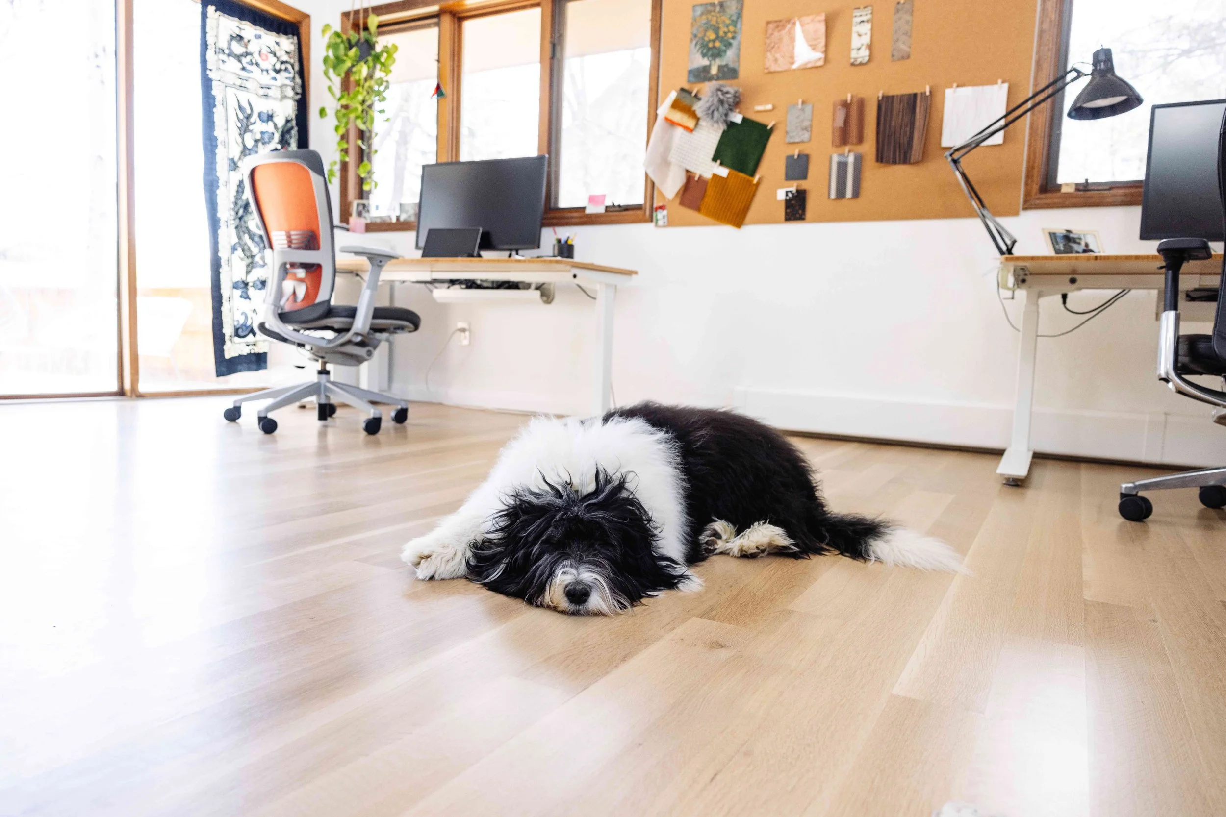 Two black and white puppies lying on a hardwood floor in a bright home office with a corkboard wall, computer desks, office chairs, and a window with a curtain, in a cozy, well-lit space.
