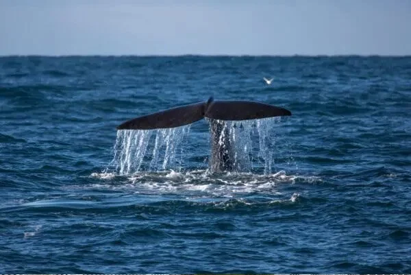 Whale Tail