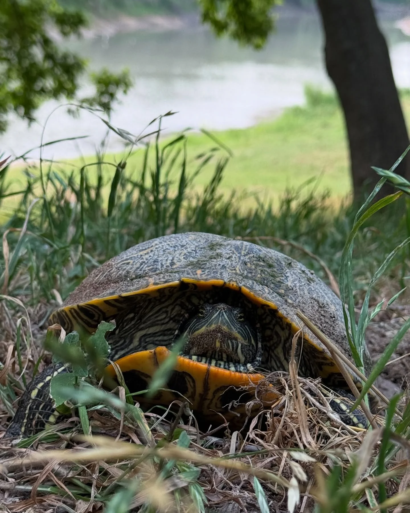 Just out here living the slow life by the river