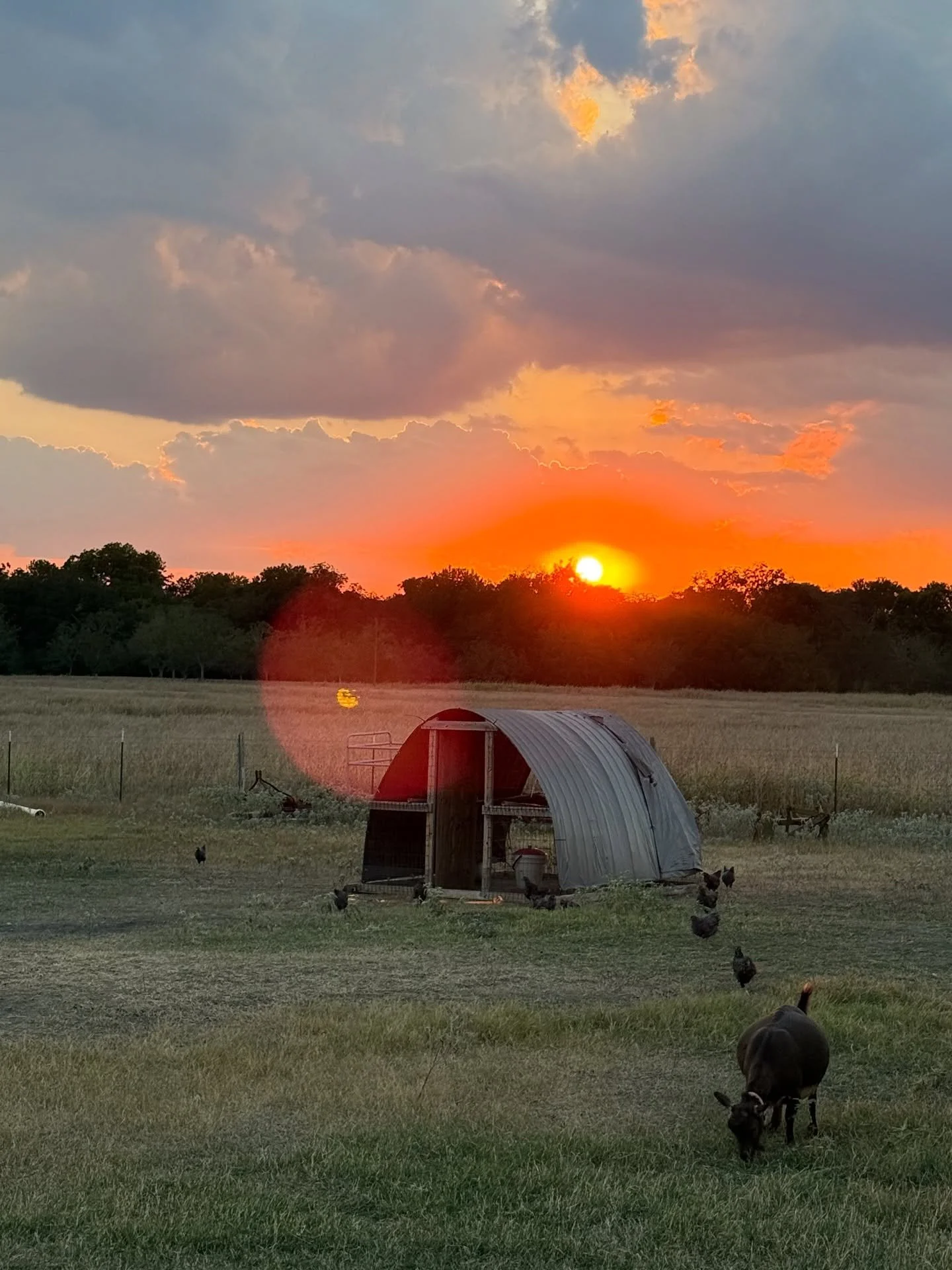 Nothing exciting has been happening in the garden lately other than watering all day every day. We would love a good heavy rainstorm. 

In other news the chickens are fully trained now to go back into their movable coops at night for safety. They can