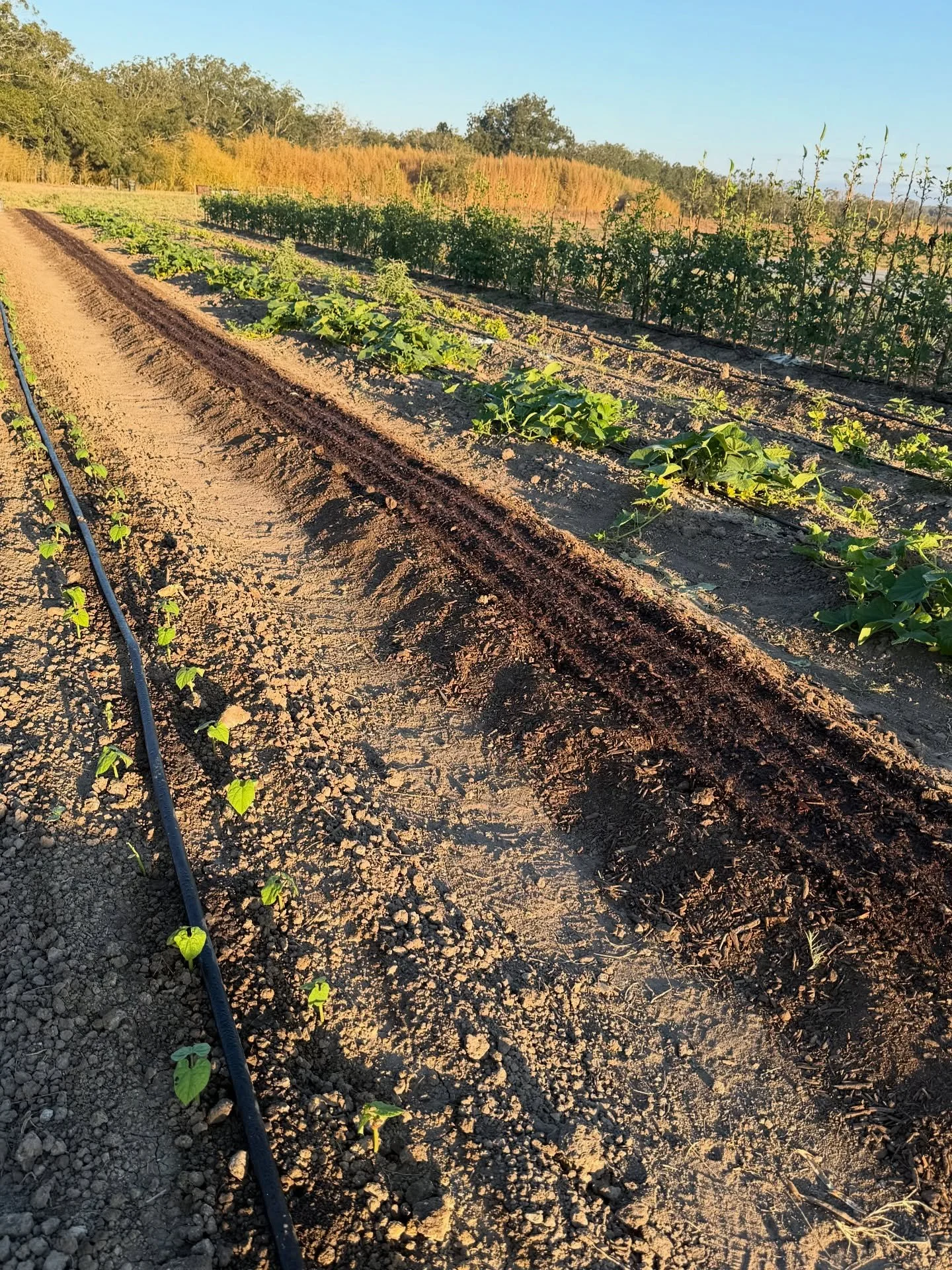The fall garden is coming along. See y&rsquo;all tomorrow at the New Braunfels Farmers Market