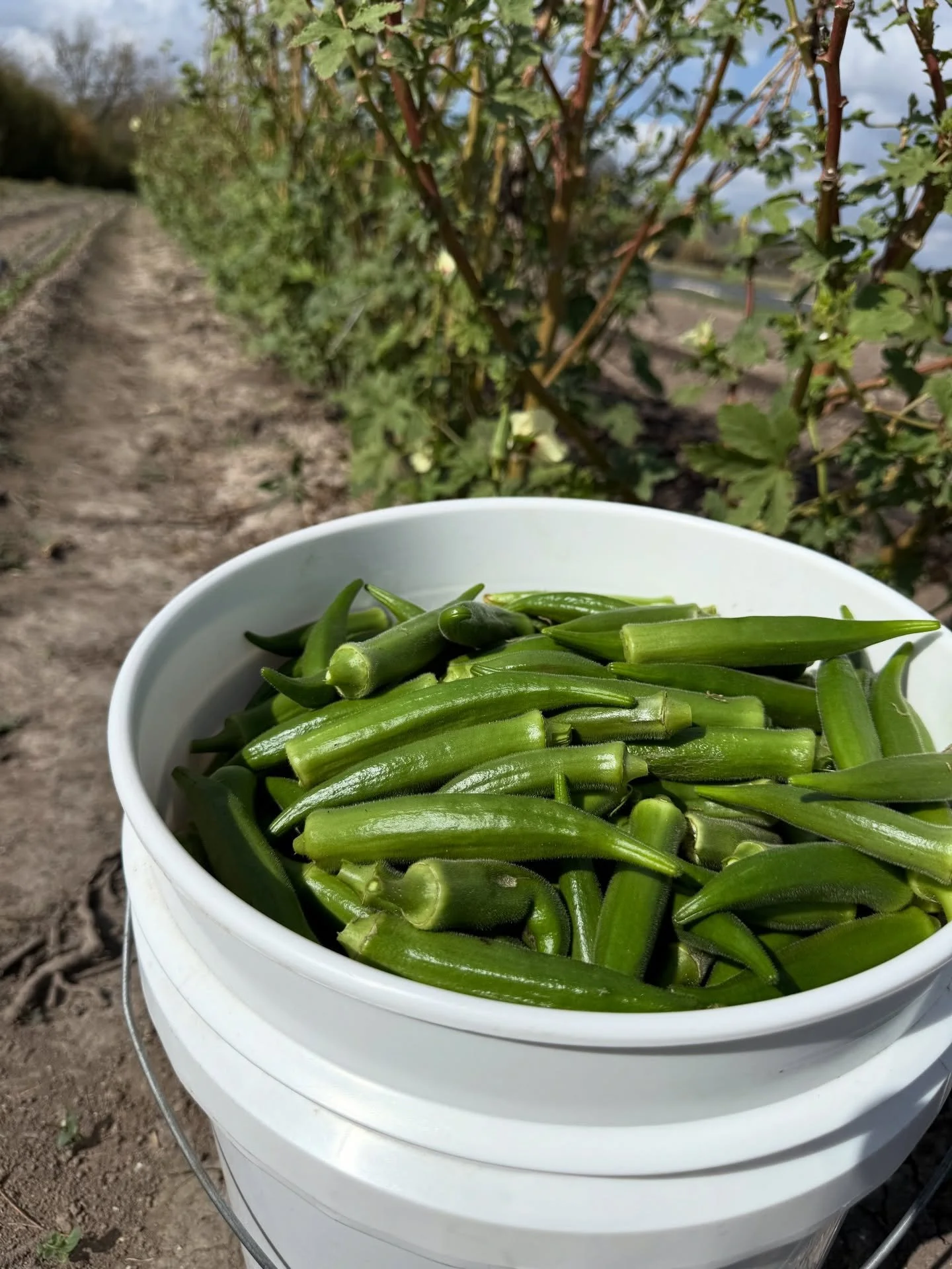 Our day has been filled with harvesting for the New Braunfels Farmers Market tomorrow. We will have sweet and hot peppers, okra, shallots, eggplant and spinach. See y&rsquo;all there!