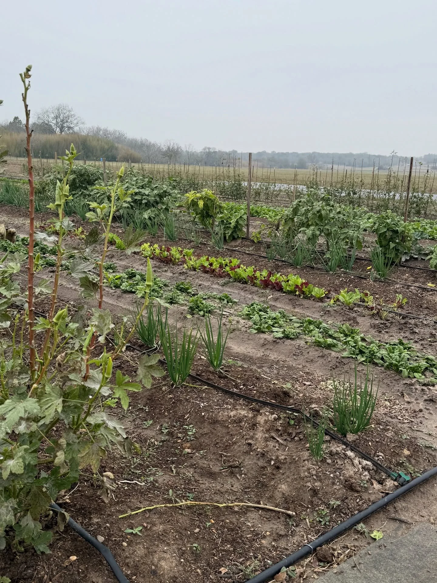 See y&rsquo;all tomorrow at New Braunfels Farmers Market from 9-1. We will have veggies and some pecans from our namesake pecan grove.