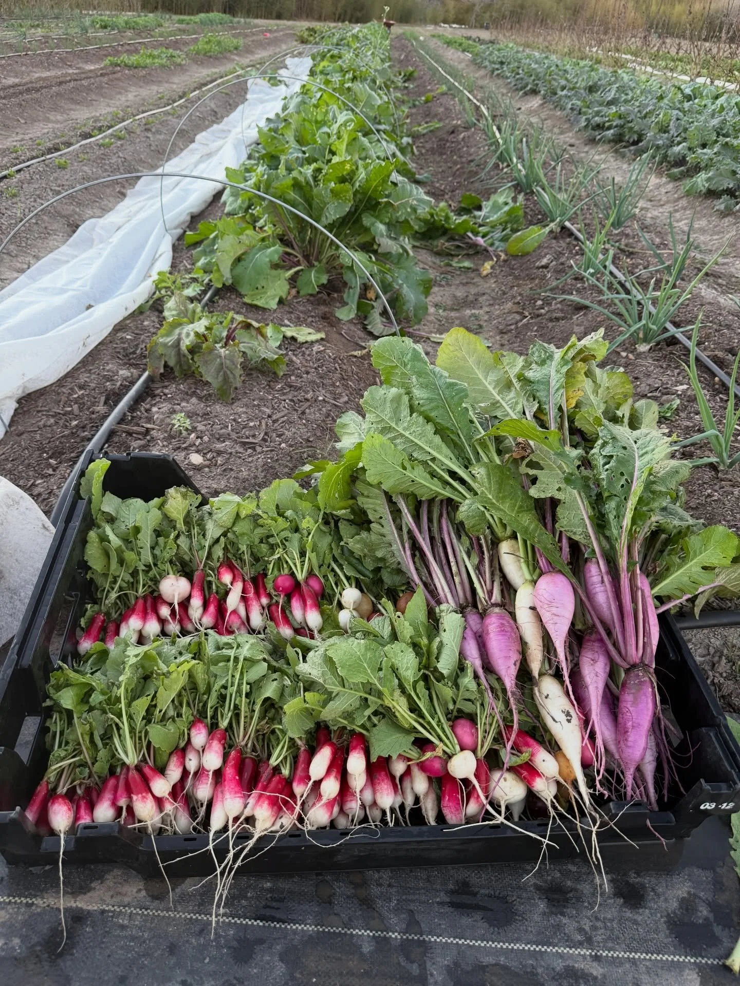 First farmer&rsquo;s market of the year tomorrow in New Bruanfels from 9 to 1- I&rsquo;ll have spinach, radishes, shallots, kale, arugula, Mizuna, and cilantro